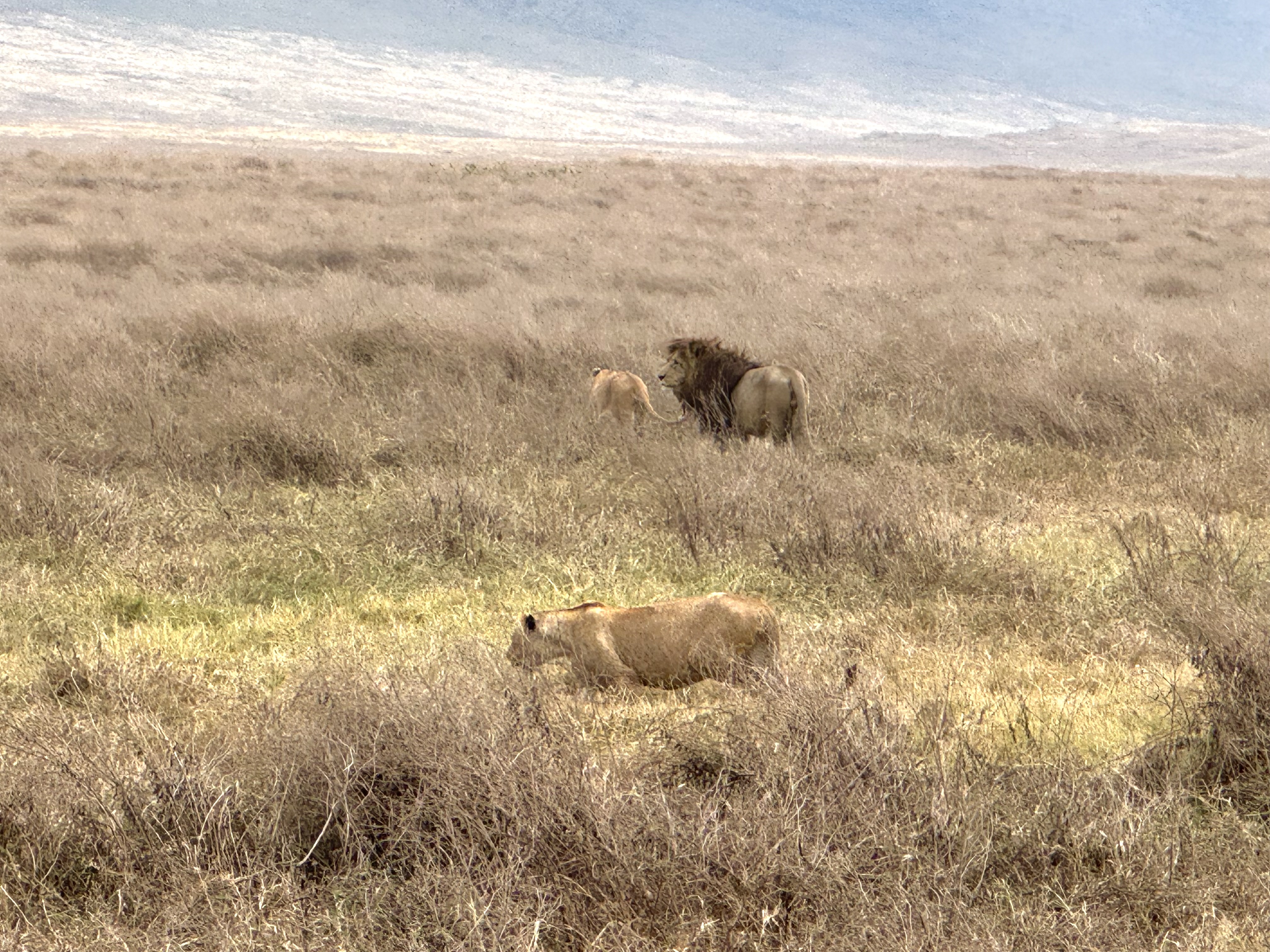 Ngorongoro Crater lions