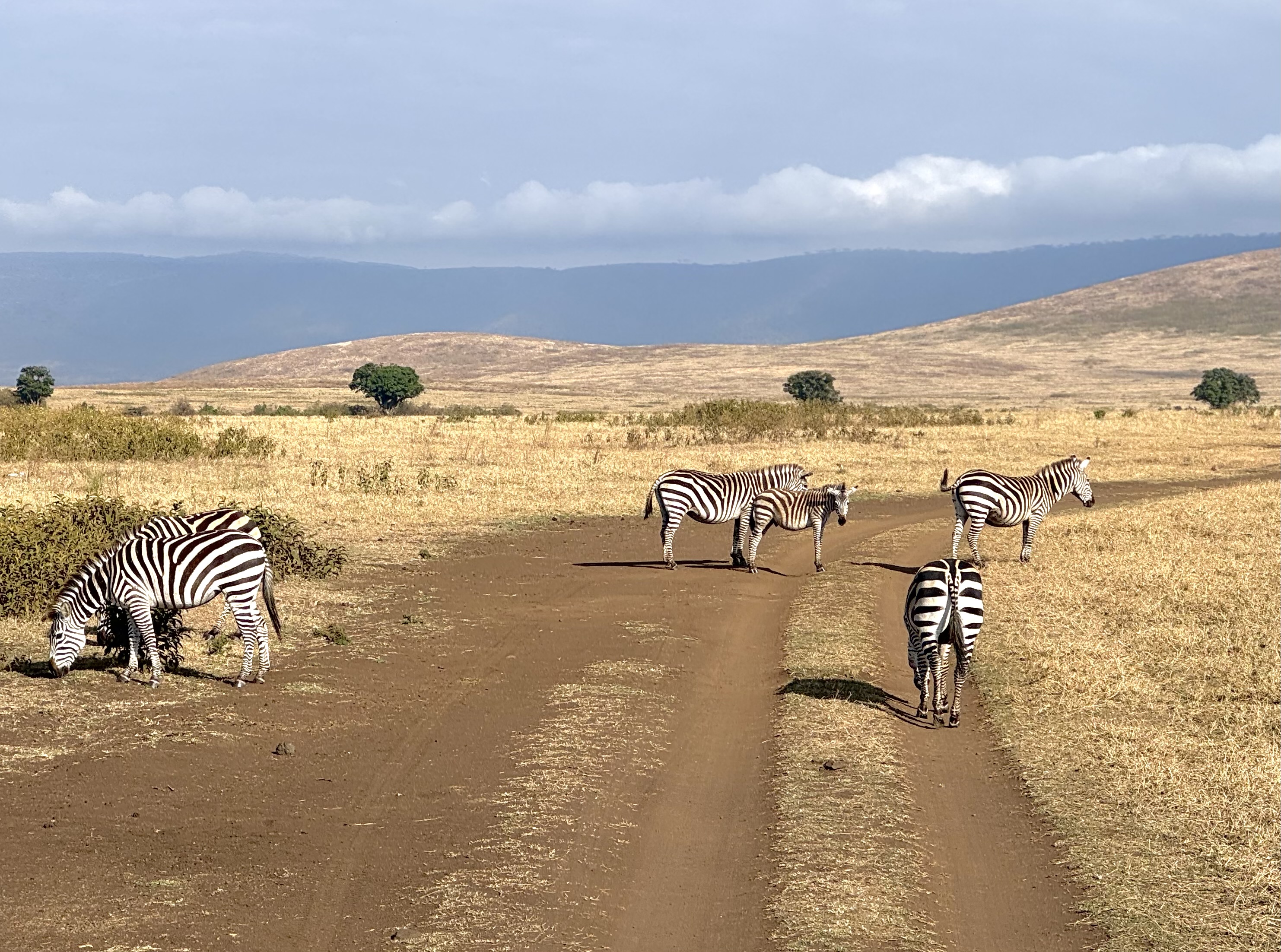 Ngorongoro Crater safari zebras