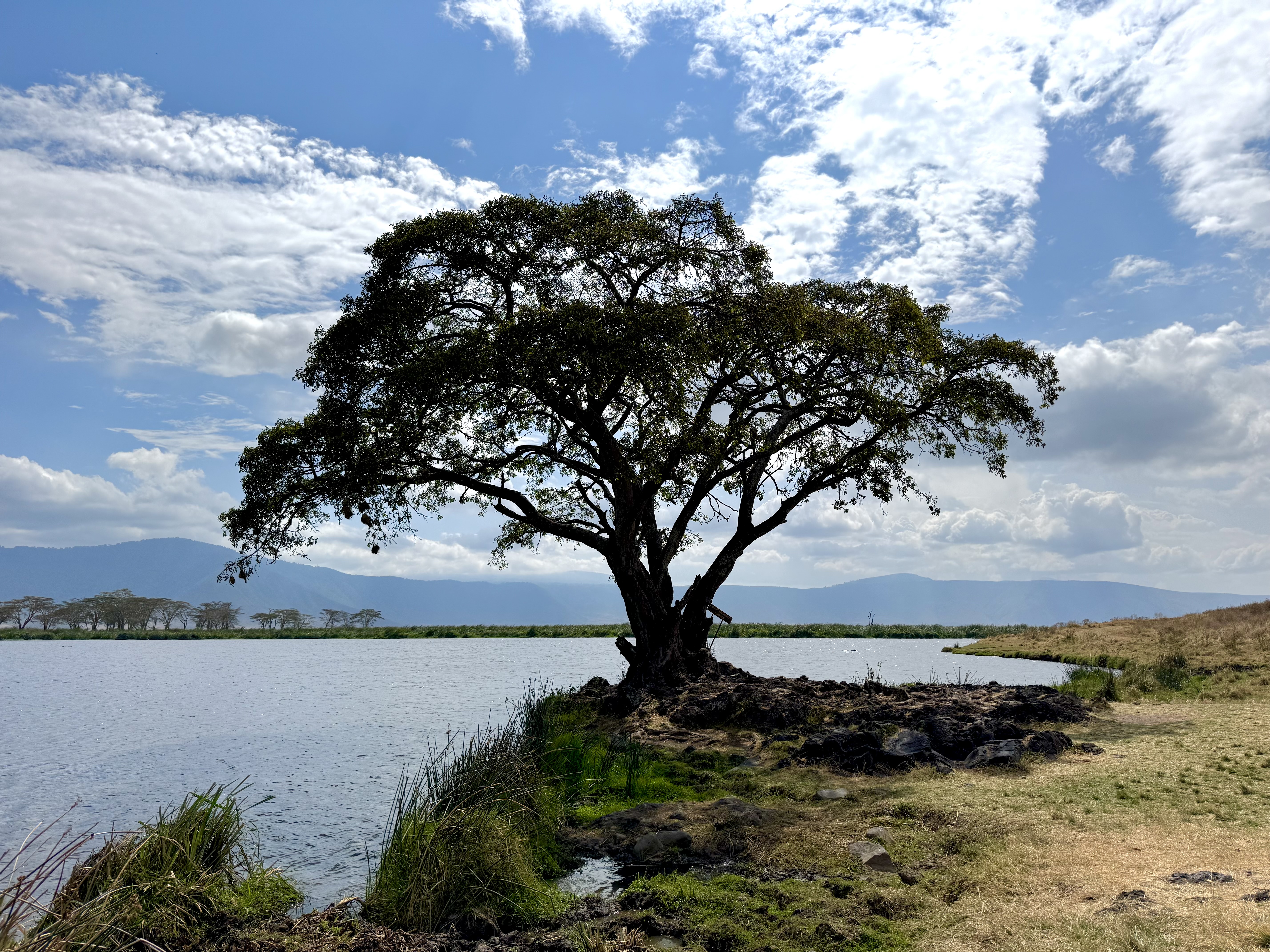 Ngorongoro Crater tree by a lake