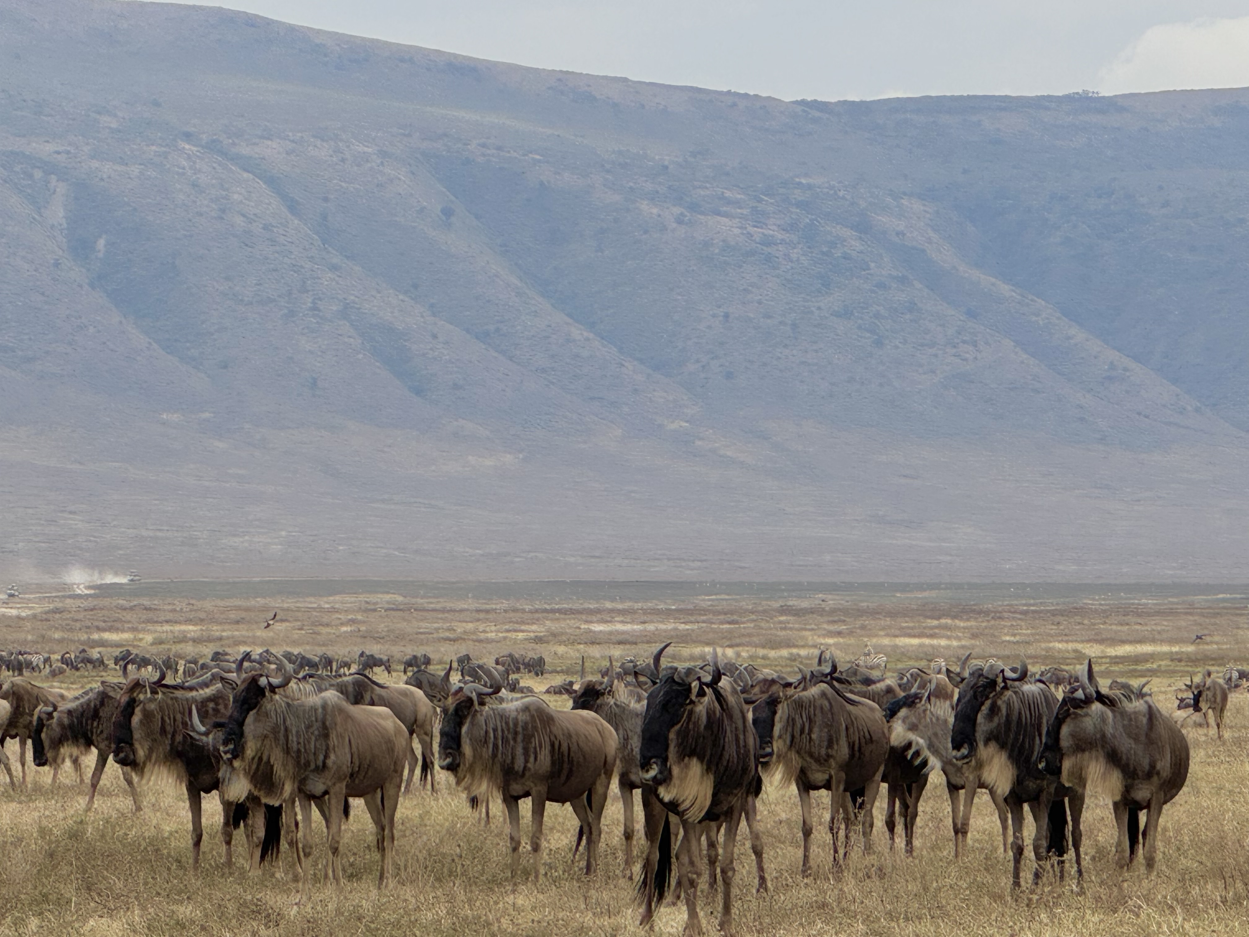 Ngorongoro Crater wildebeast