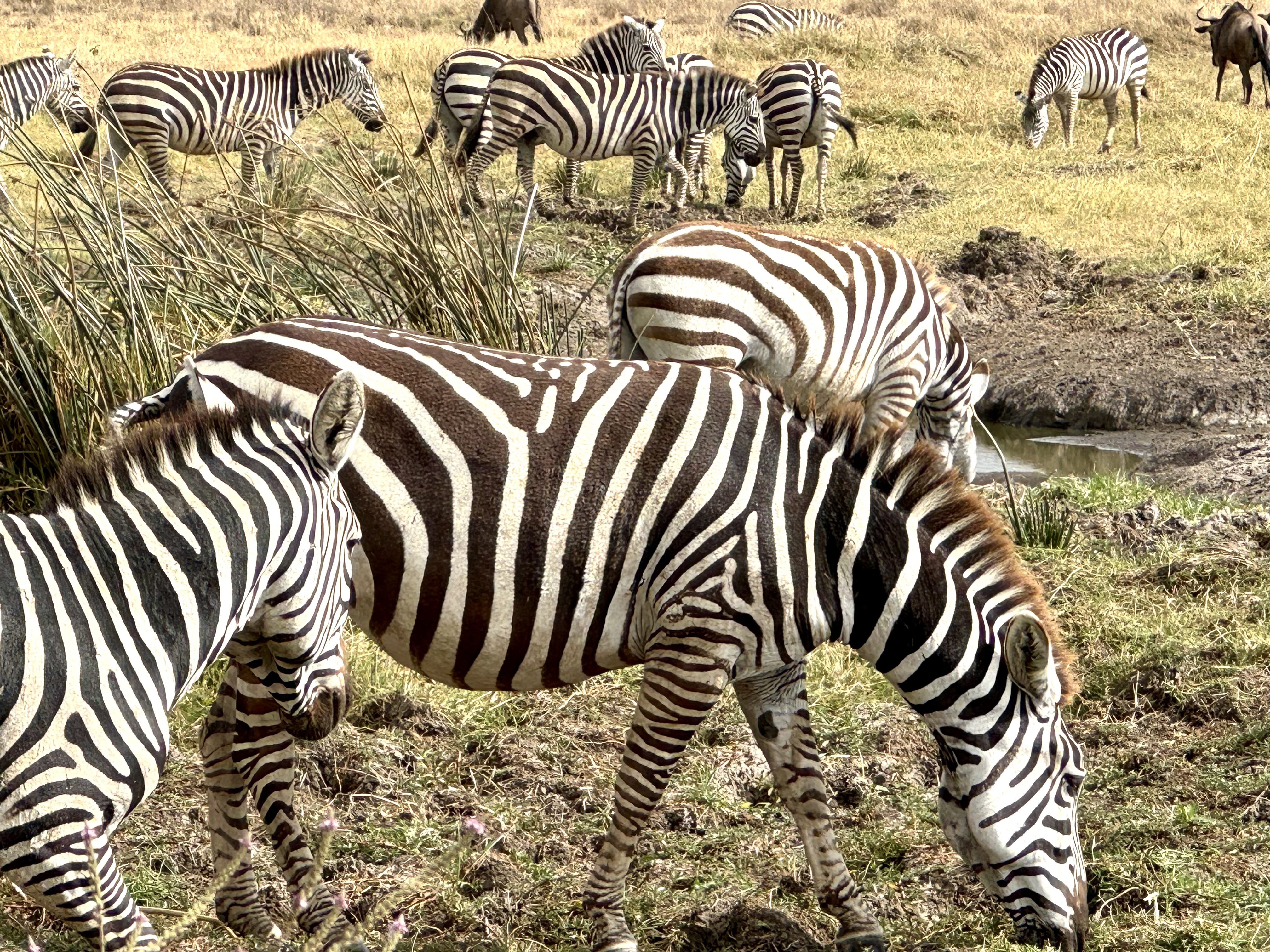 Ngorongoro Crater zebra close up