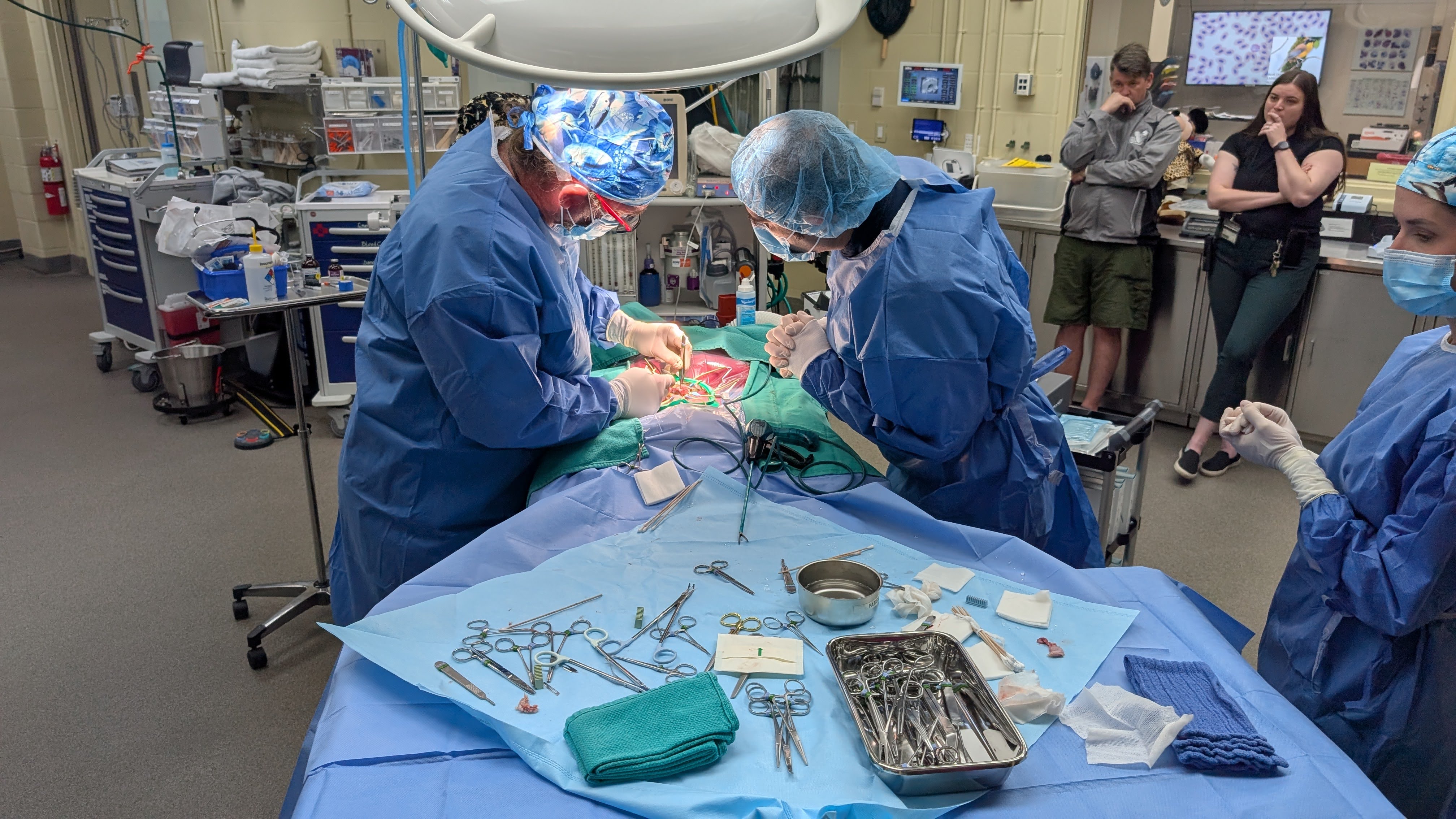 Surgery at Animal Kingdom Surgery at Animal Kingdom