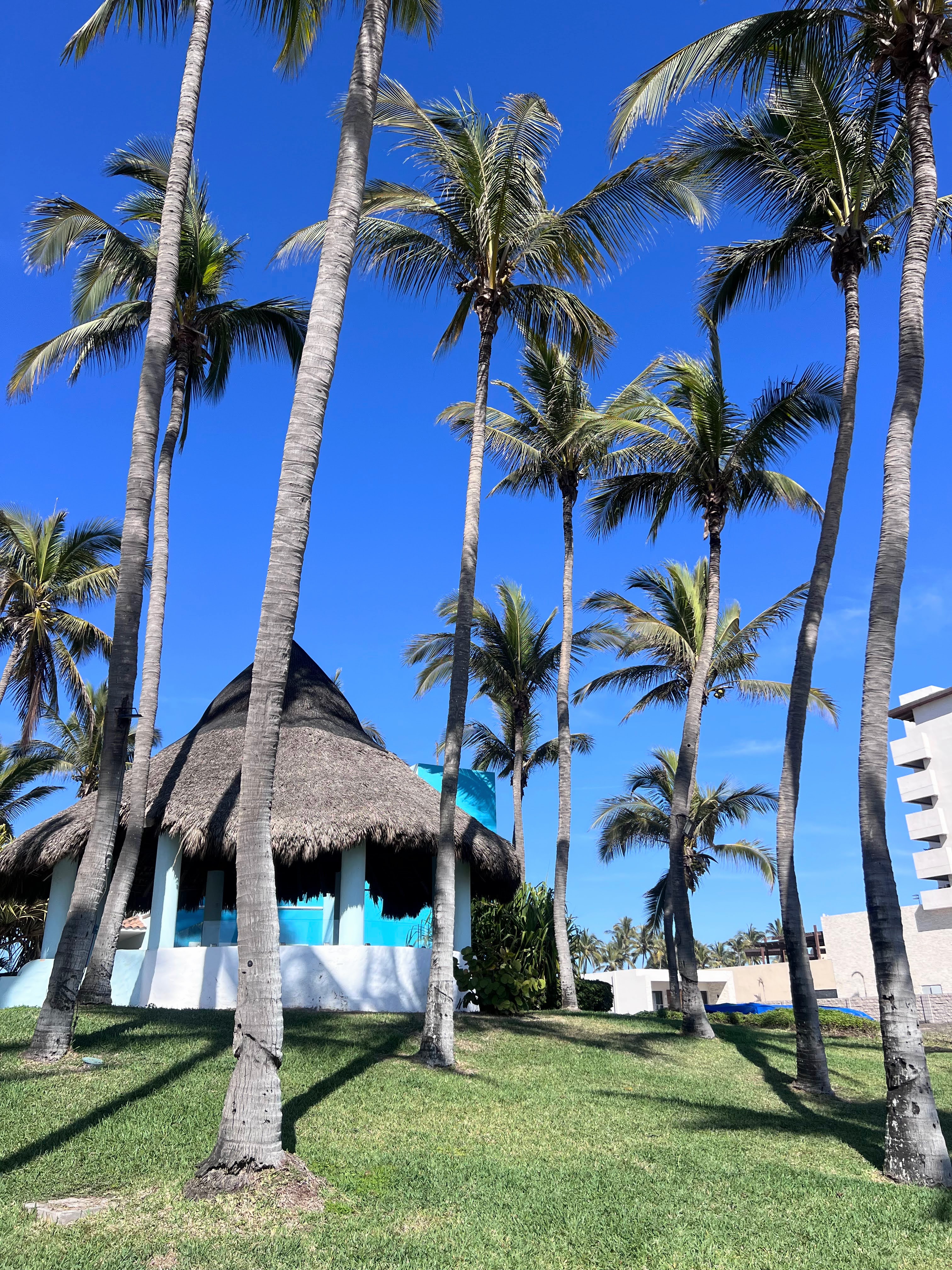 Turtle sanctuary at Dreams Mazatlan