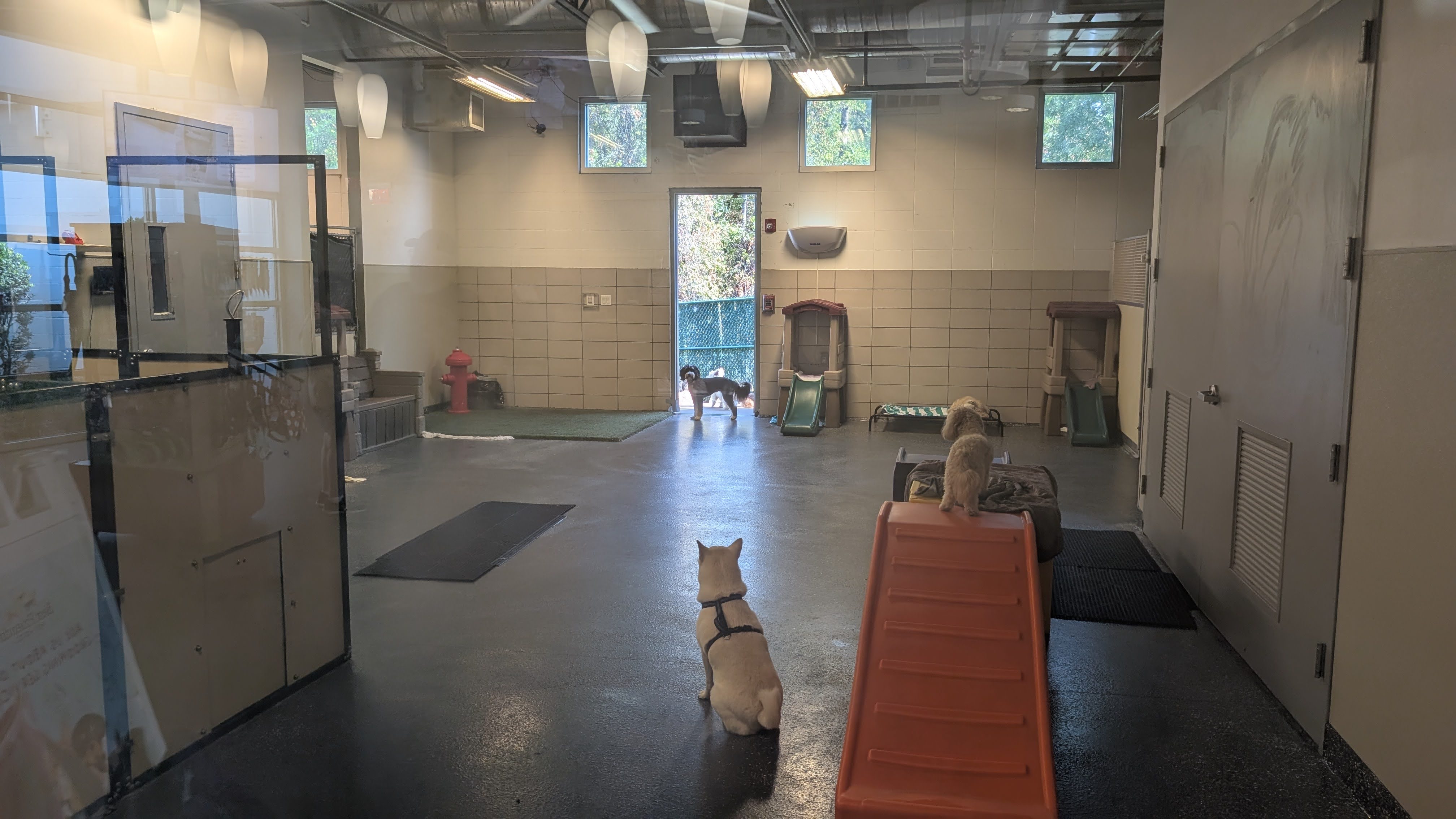 Best Friends Pet Hotel Orlando dog daycare room