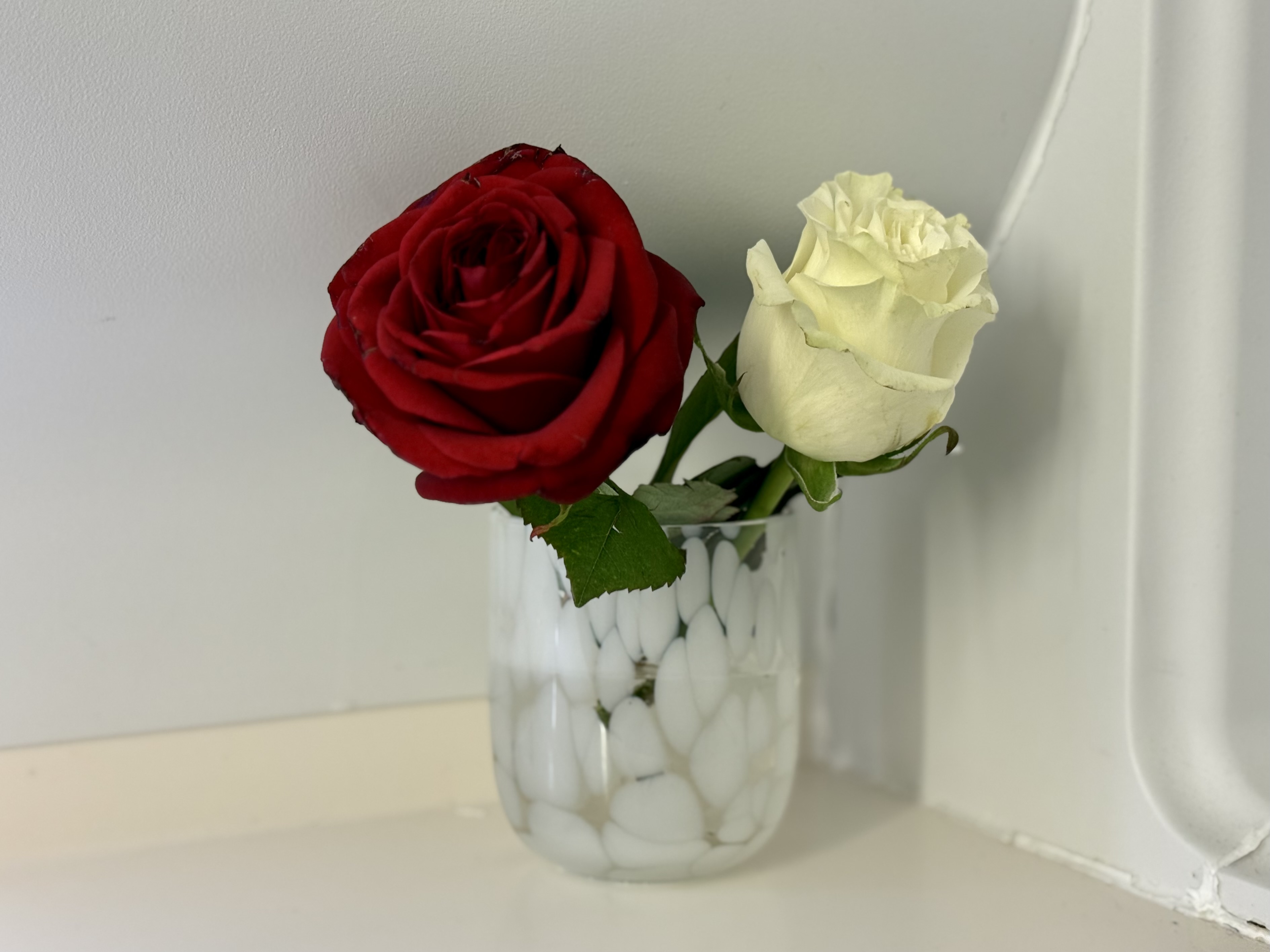 Global Airlines bathroom roses