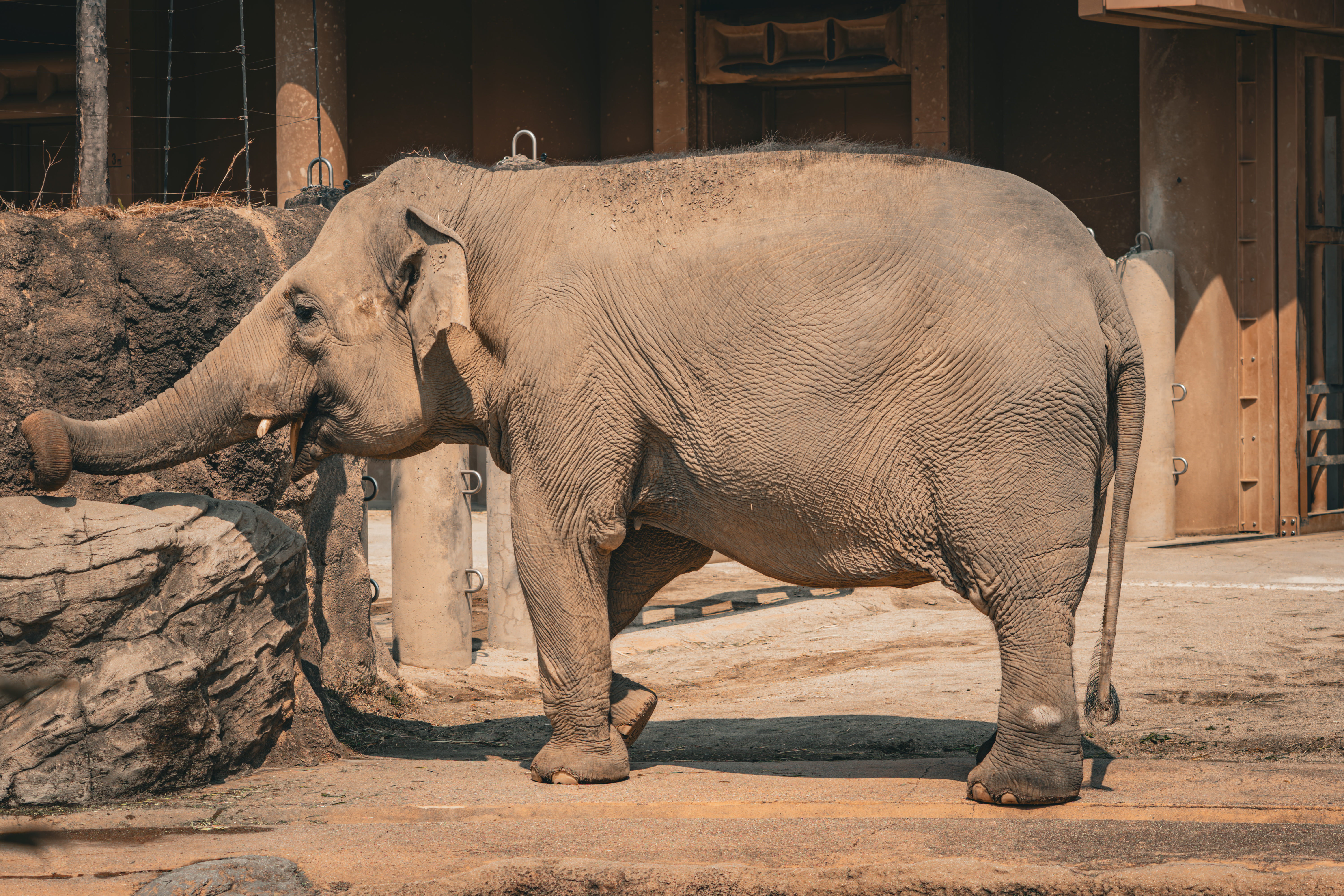 Nagoya Zoo elephant Nagoya Zoo elephant