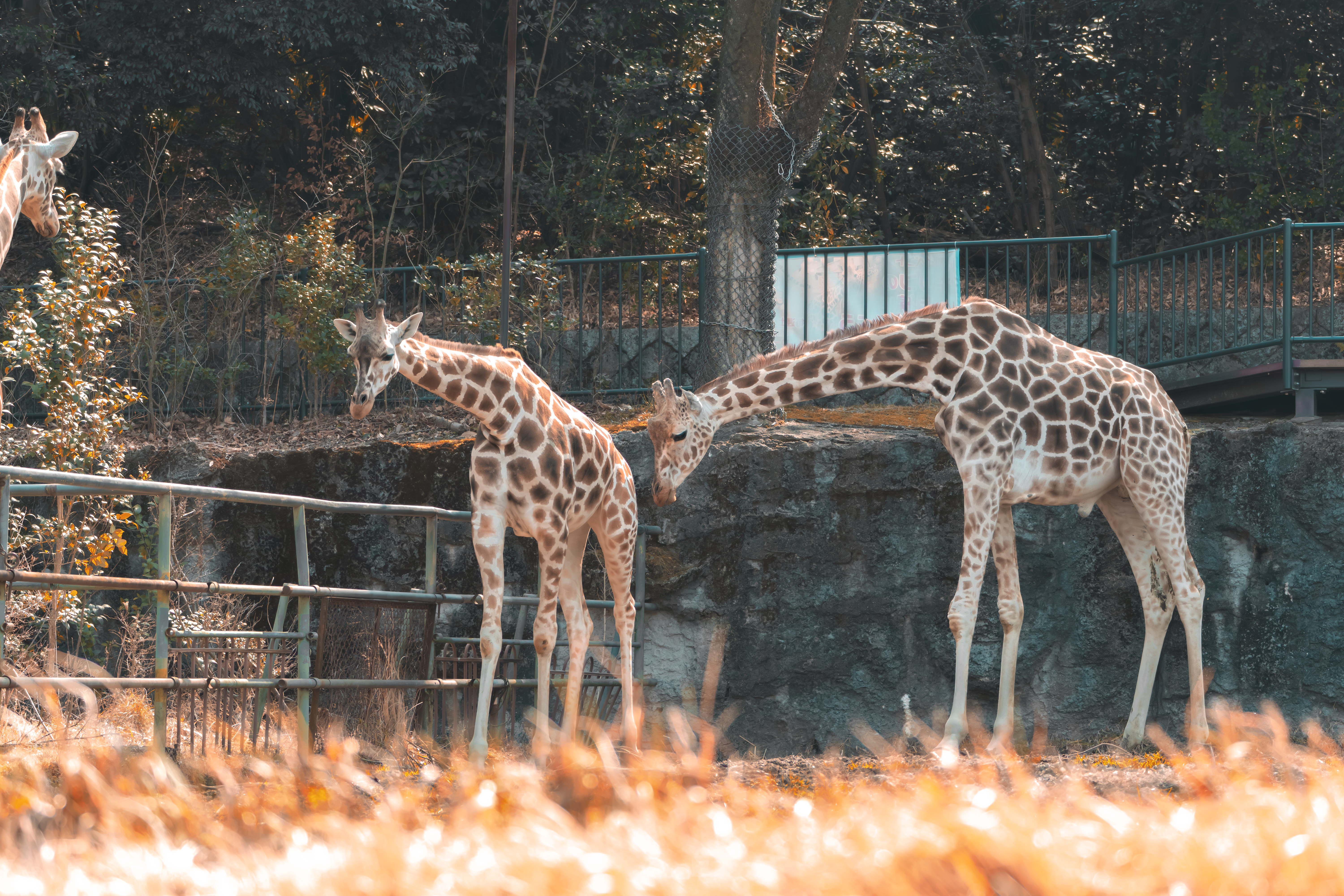 Nagoya Zoo giraffe Nagoya Zoo giraffe