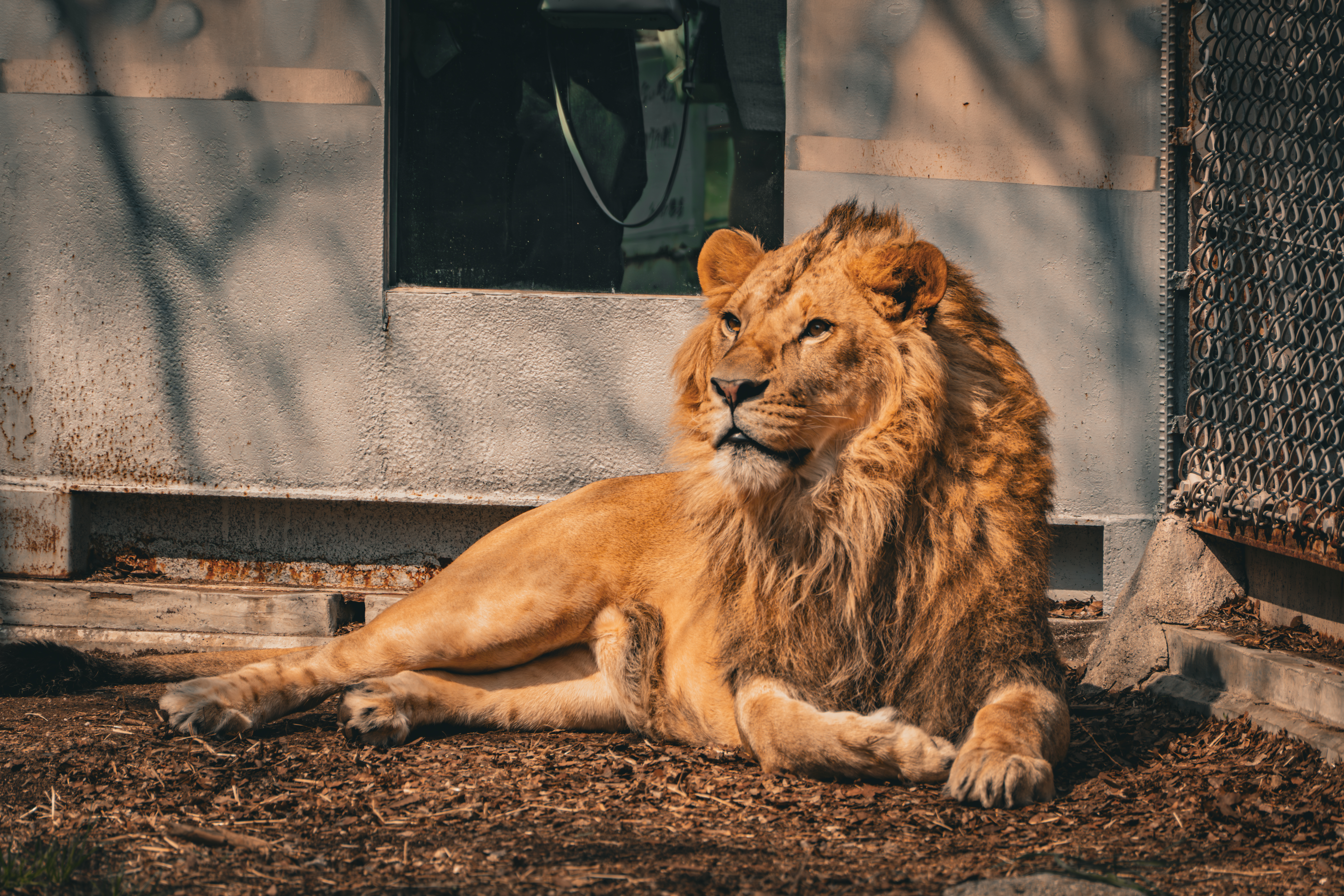 Nagoya Zoo lion Nagoya Zoo lion