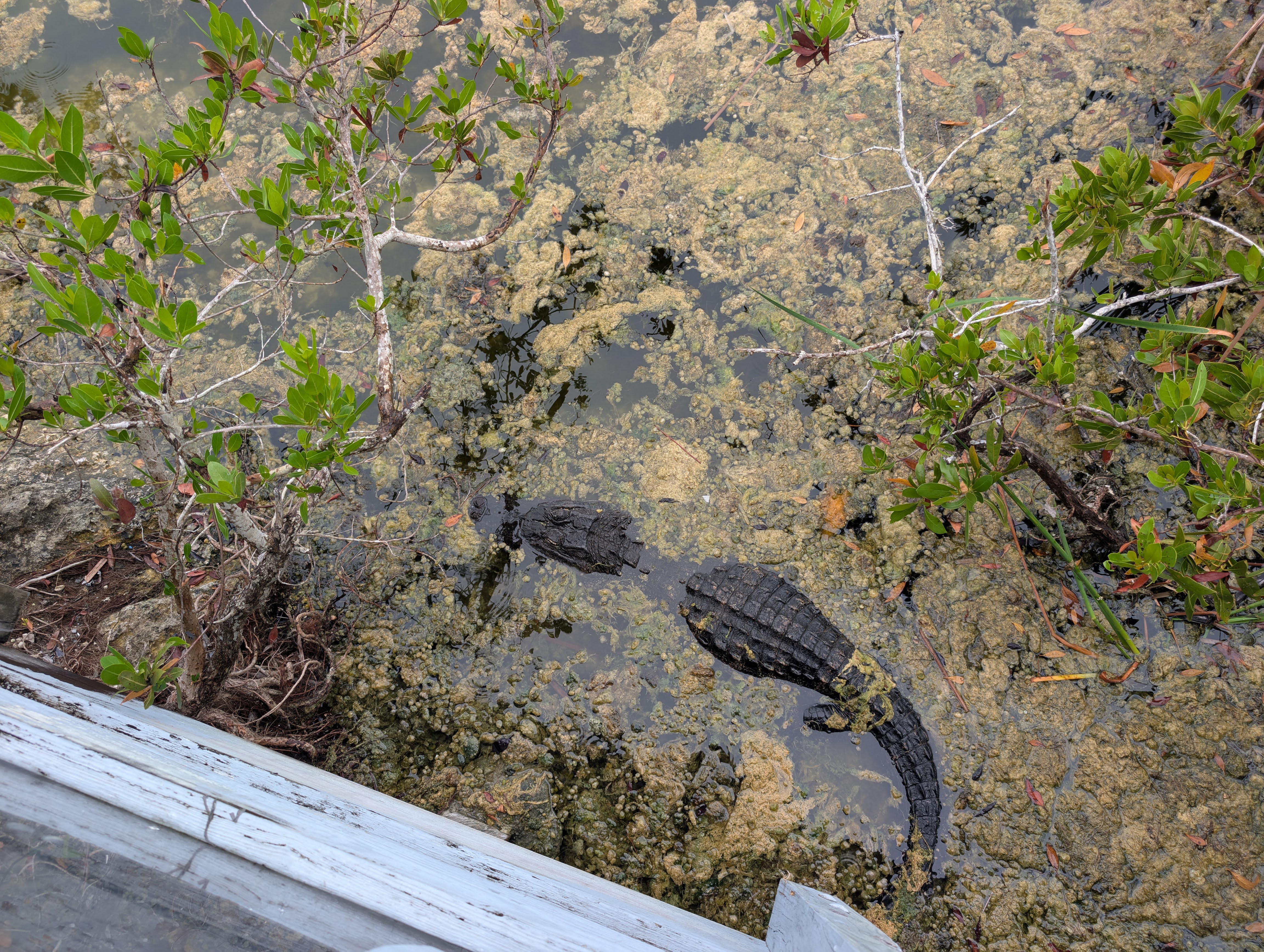 Florida Overseas Highway road trip Blue Hole Observation at the National Key Deer Refuge