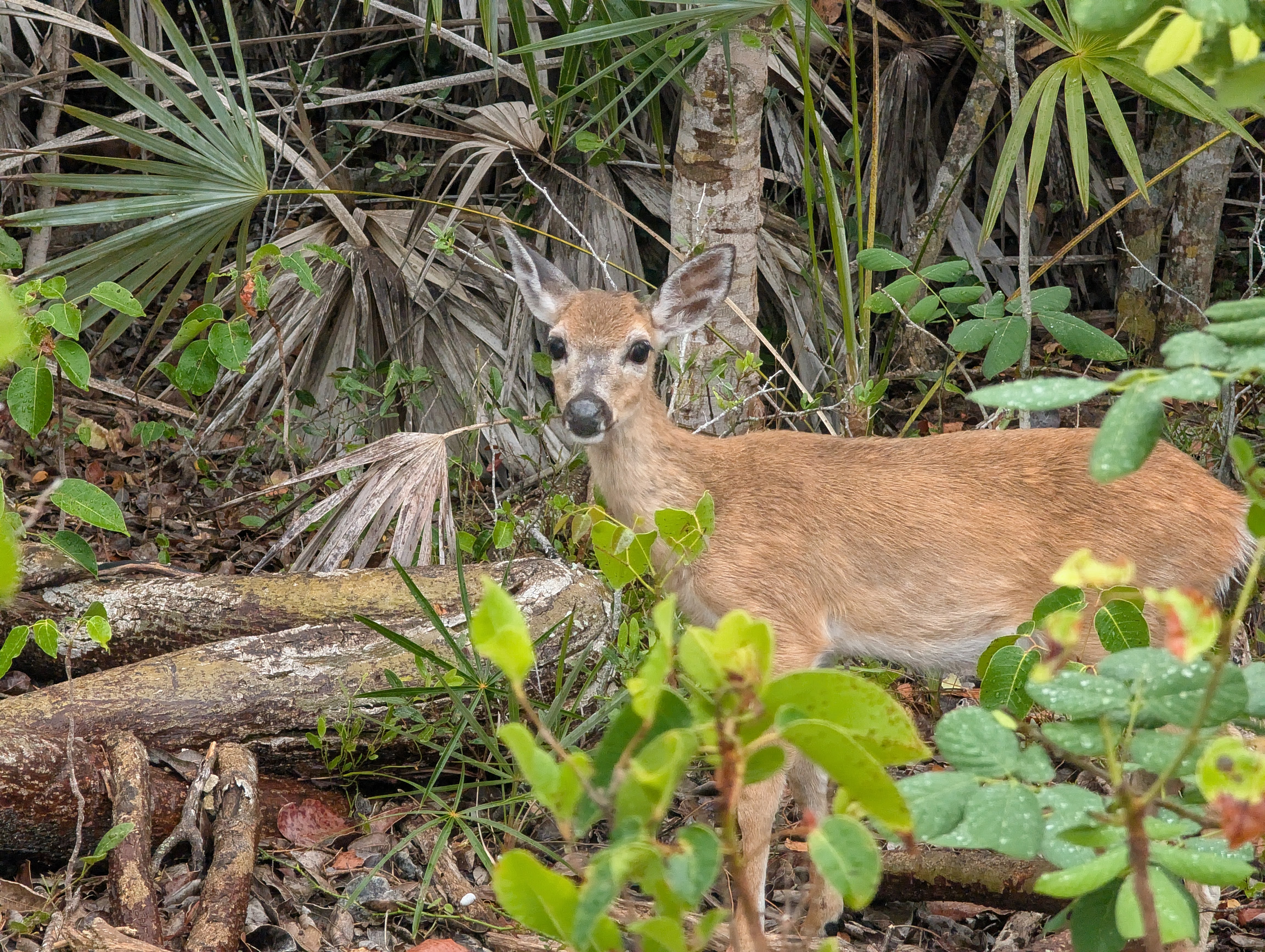 Florida Overseas Highway road trip Blue Hole Observation back view at the National Key Deer Refuge small key deer