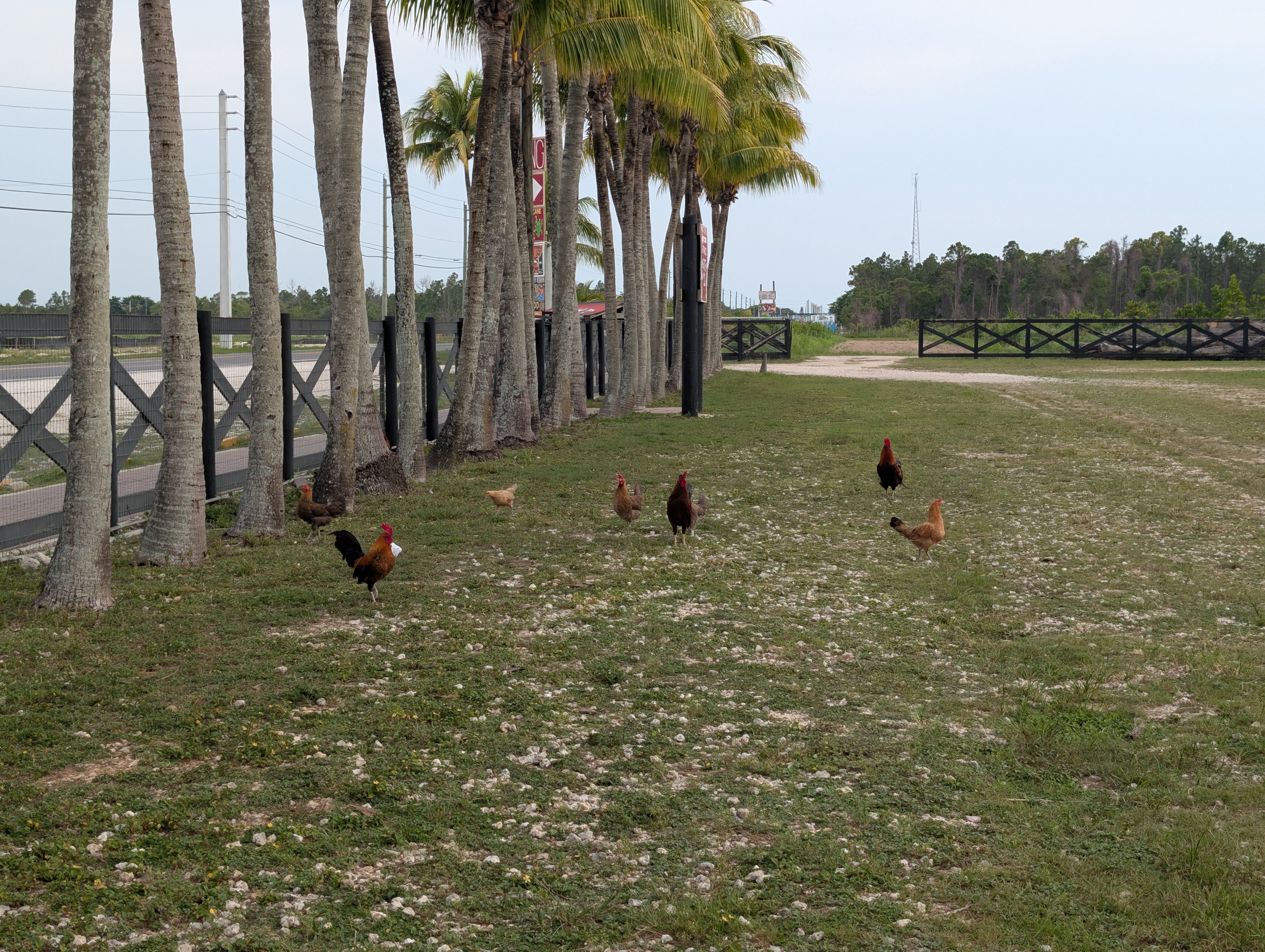 Florida Overseas Highway road trip Robert is Here fruit stand parking chickens