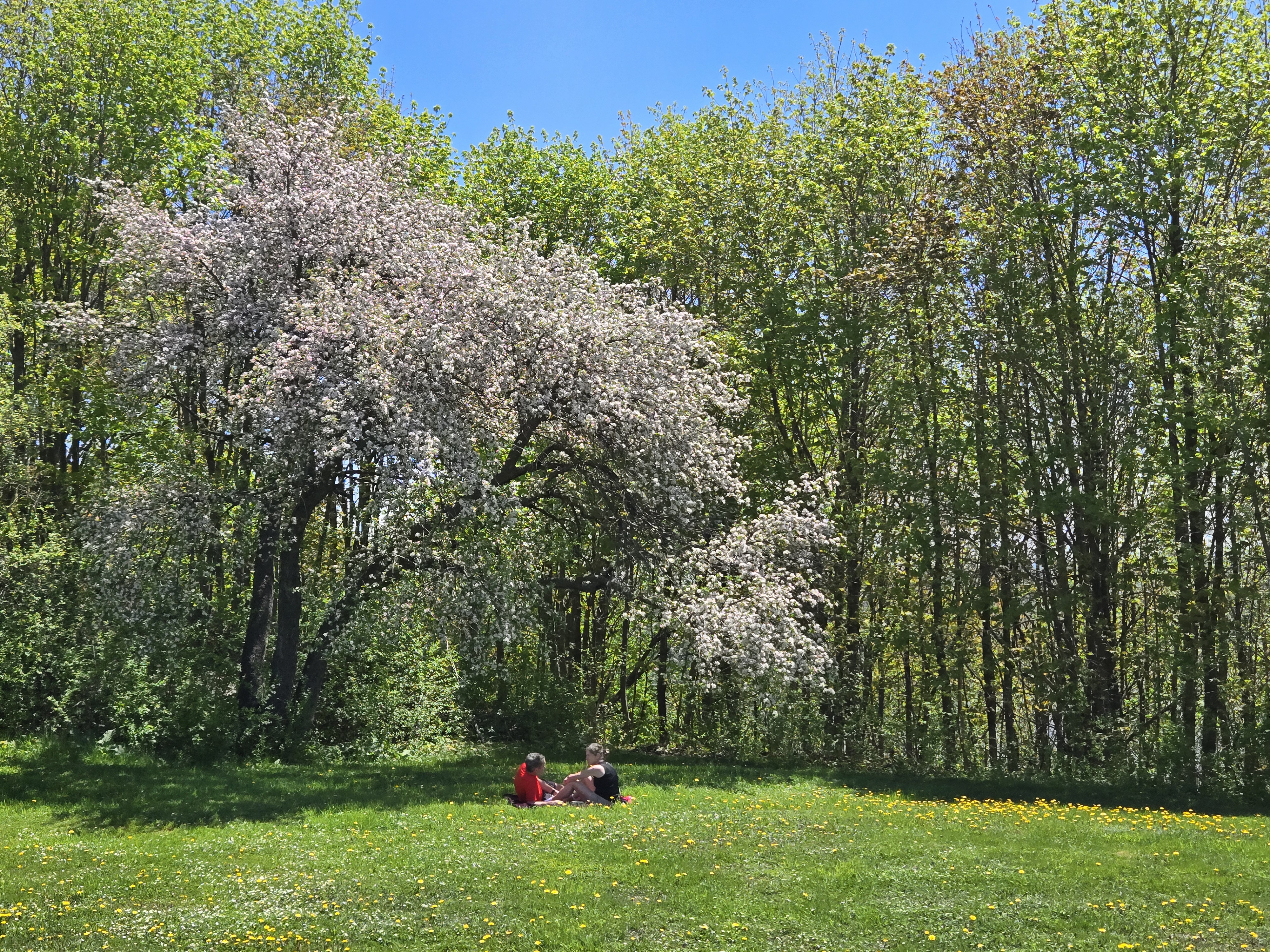 Quebec City Park