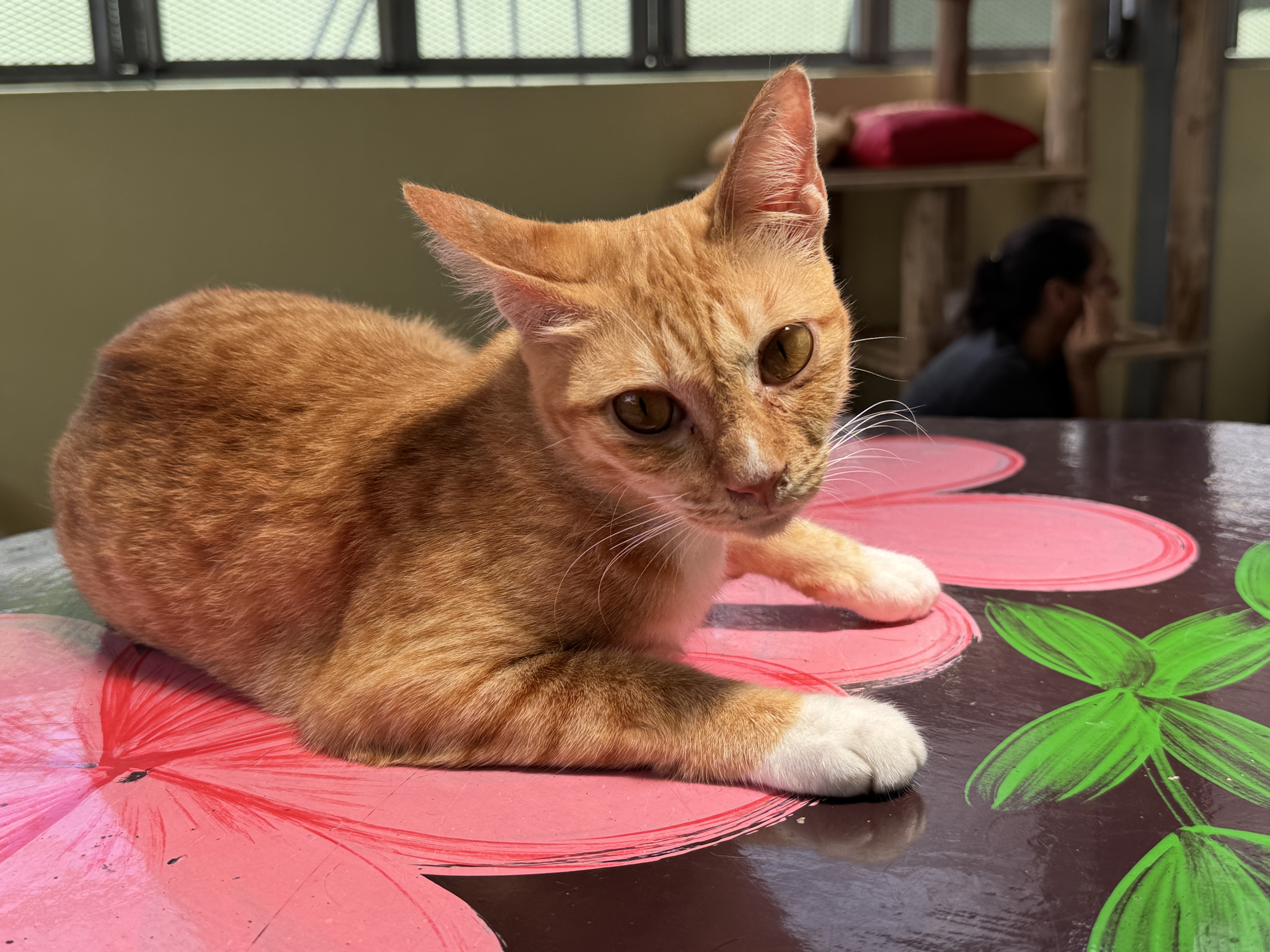 Soi Dog cattery Soi Dog cattery