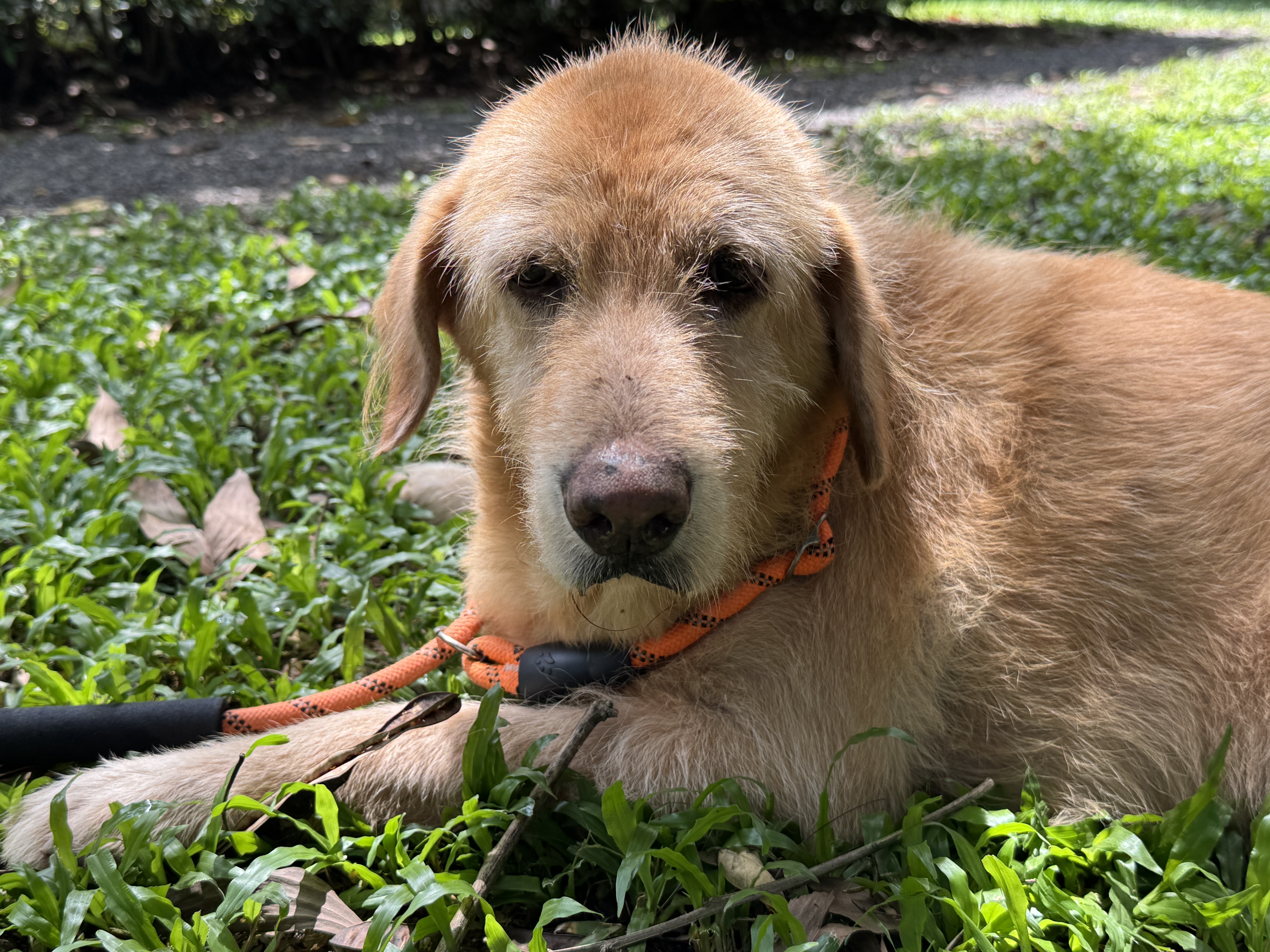 Soi Dog elderly dog Soi Dog elderly dog