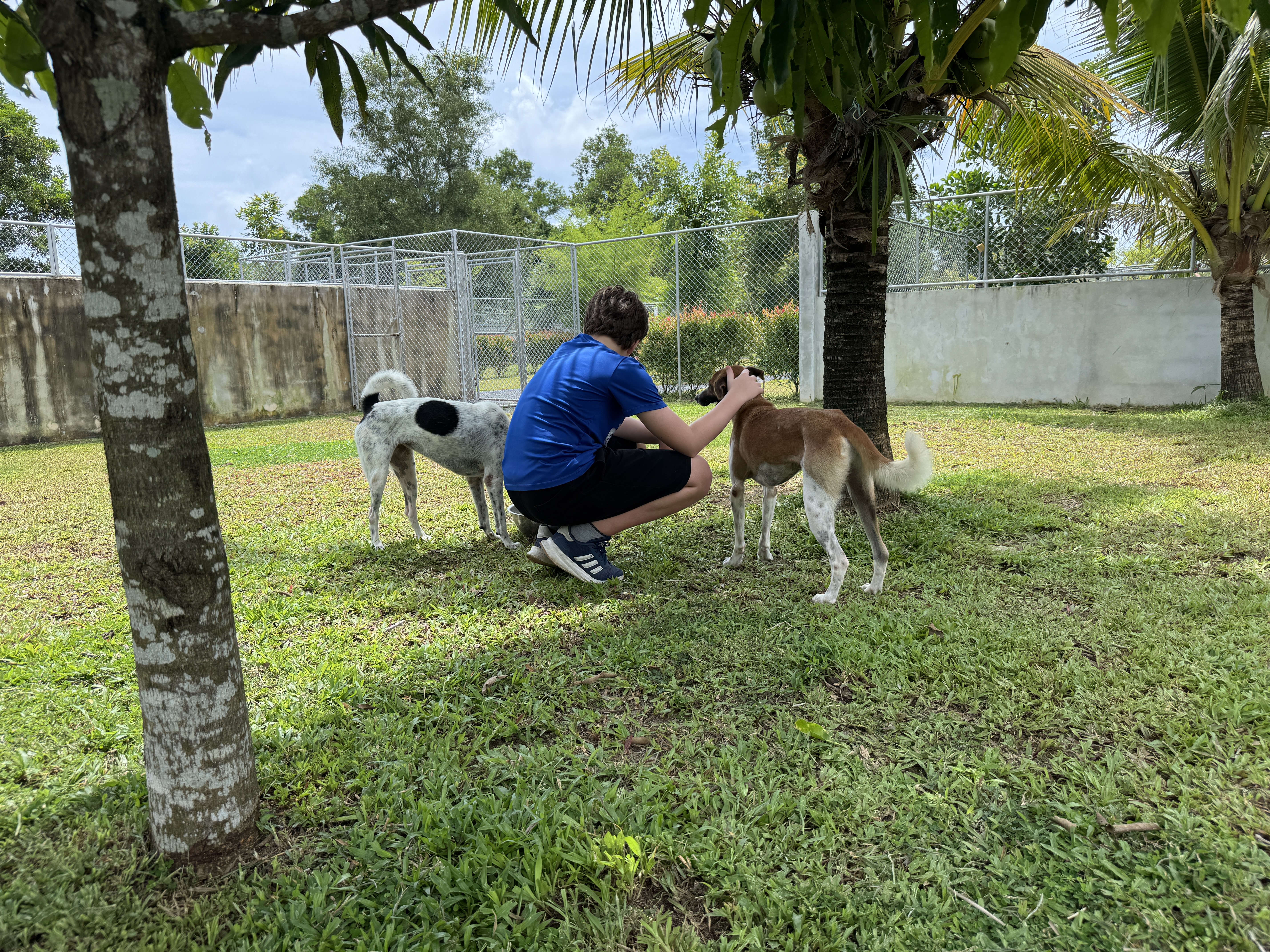Soi Dog off lead run Soi Dog off lead run