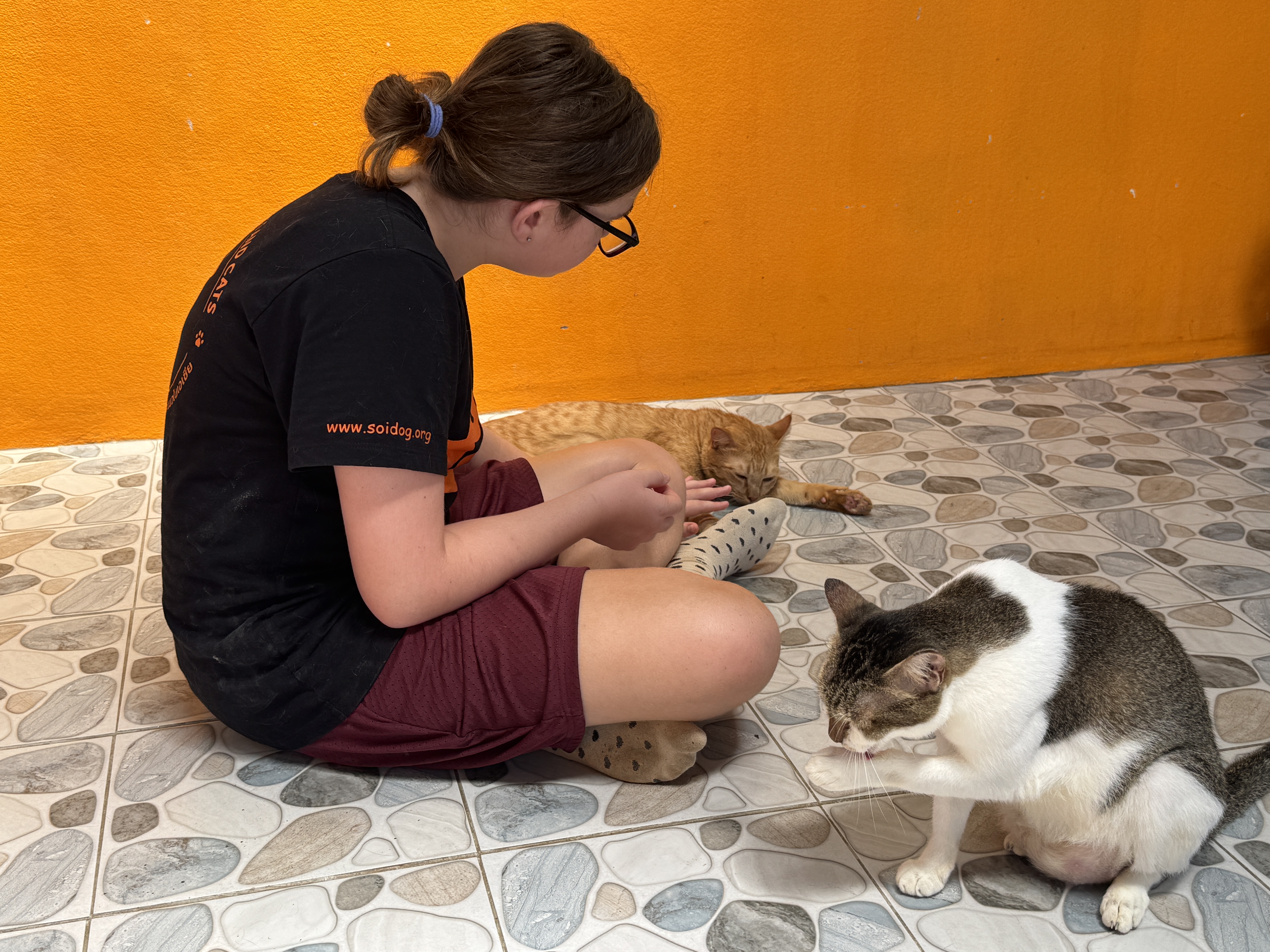 Soi Dog playing with cats Soi Dog playing with cats