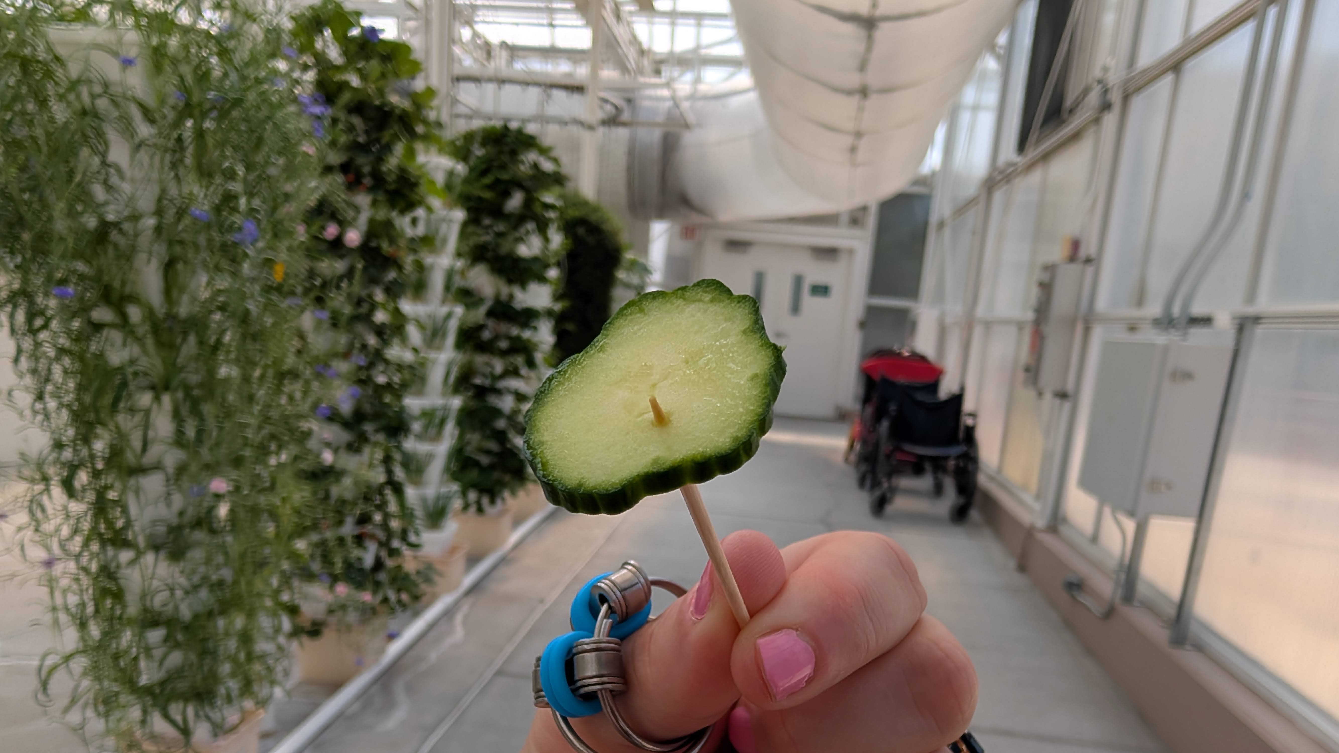 Cucumber sampling in the Production Greenhouse at EPCOT The Land Behind the Seeds Tour