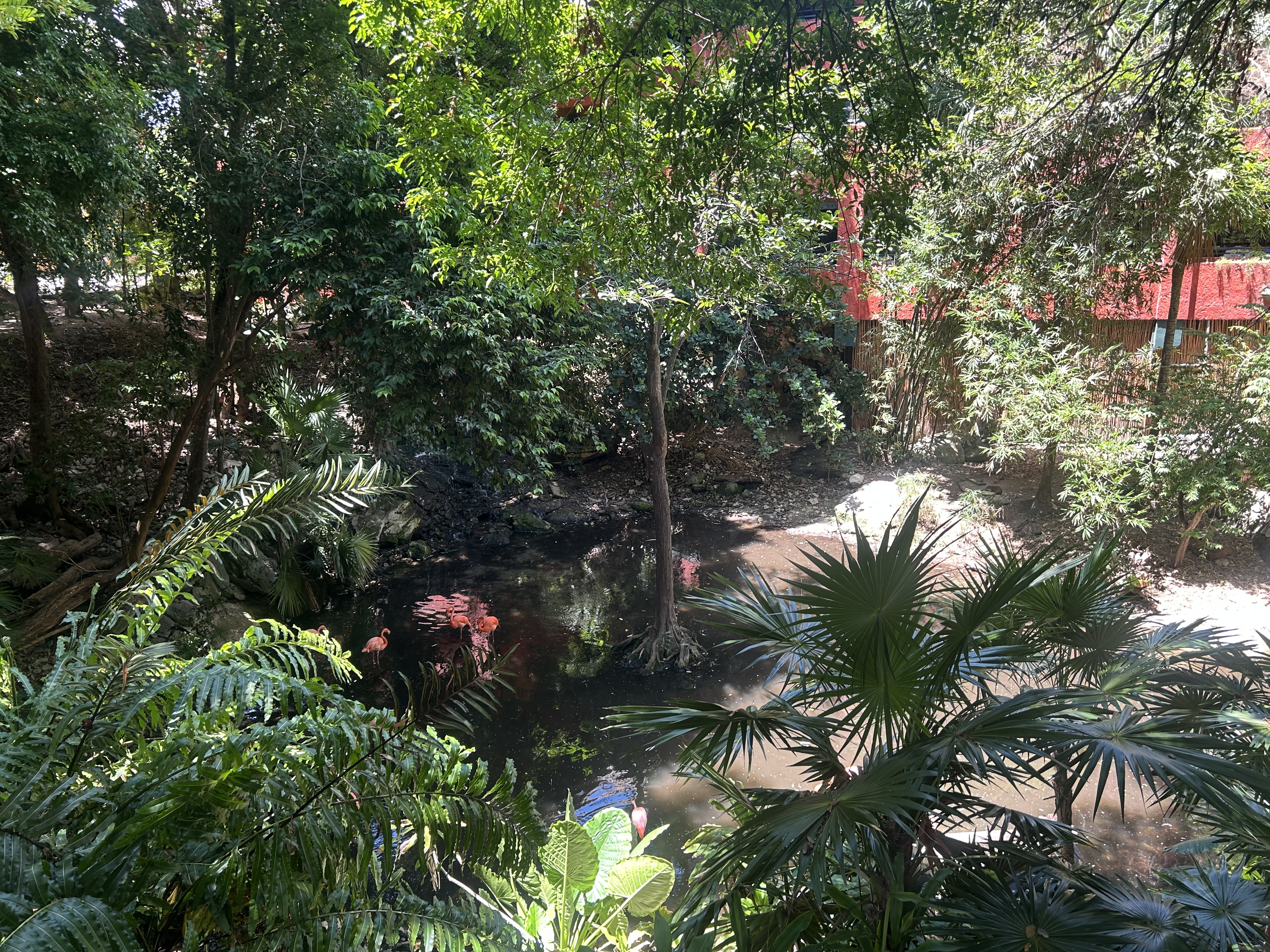 Iberostar Waves Quetzal flamingos