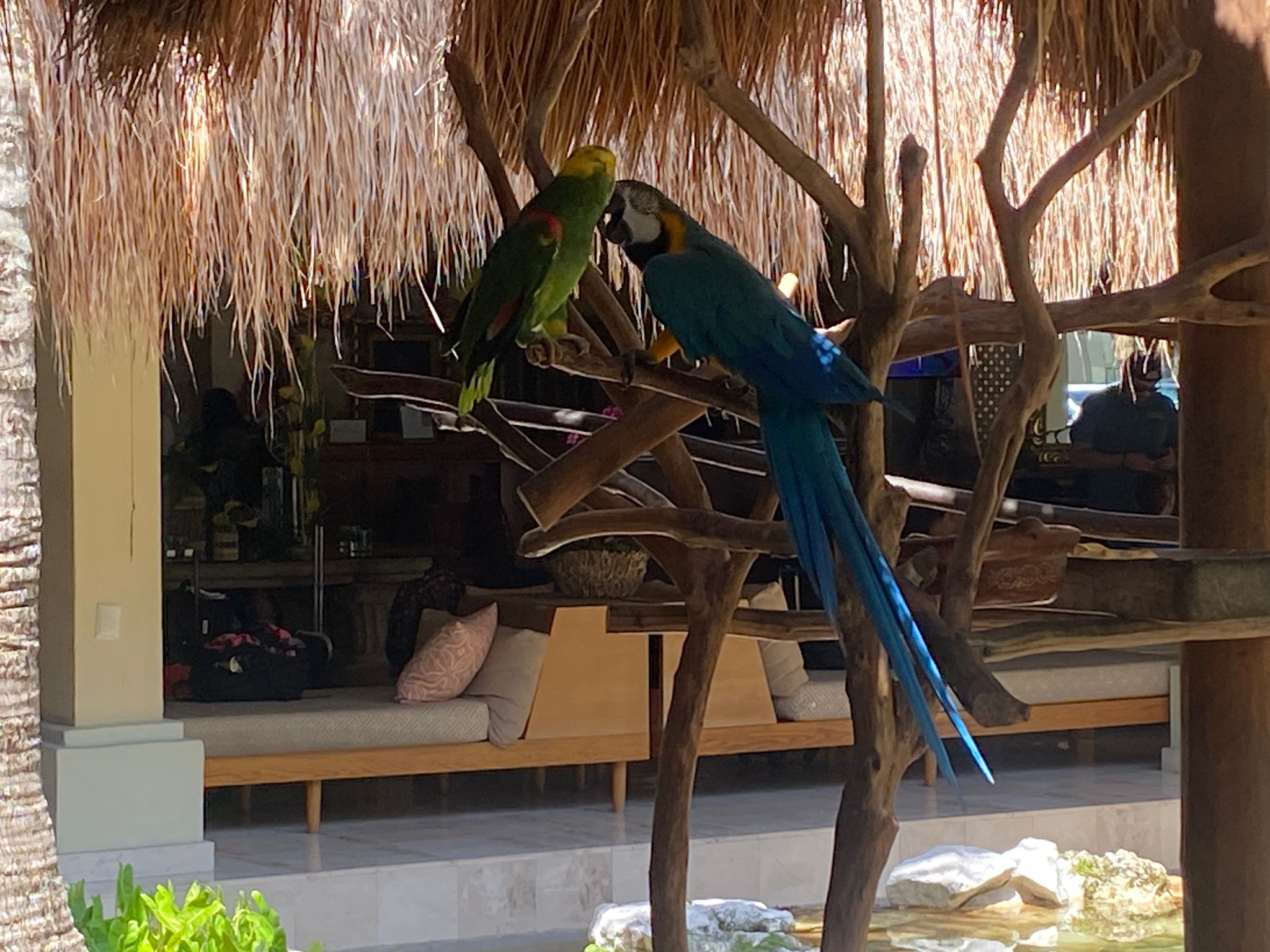 Lucy in Iberostar Quetzal Lobby