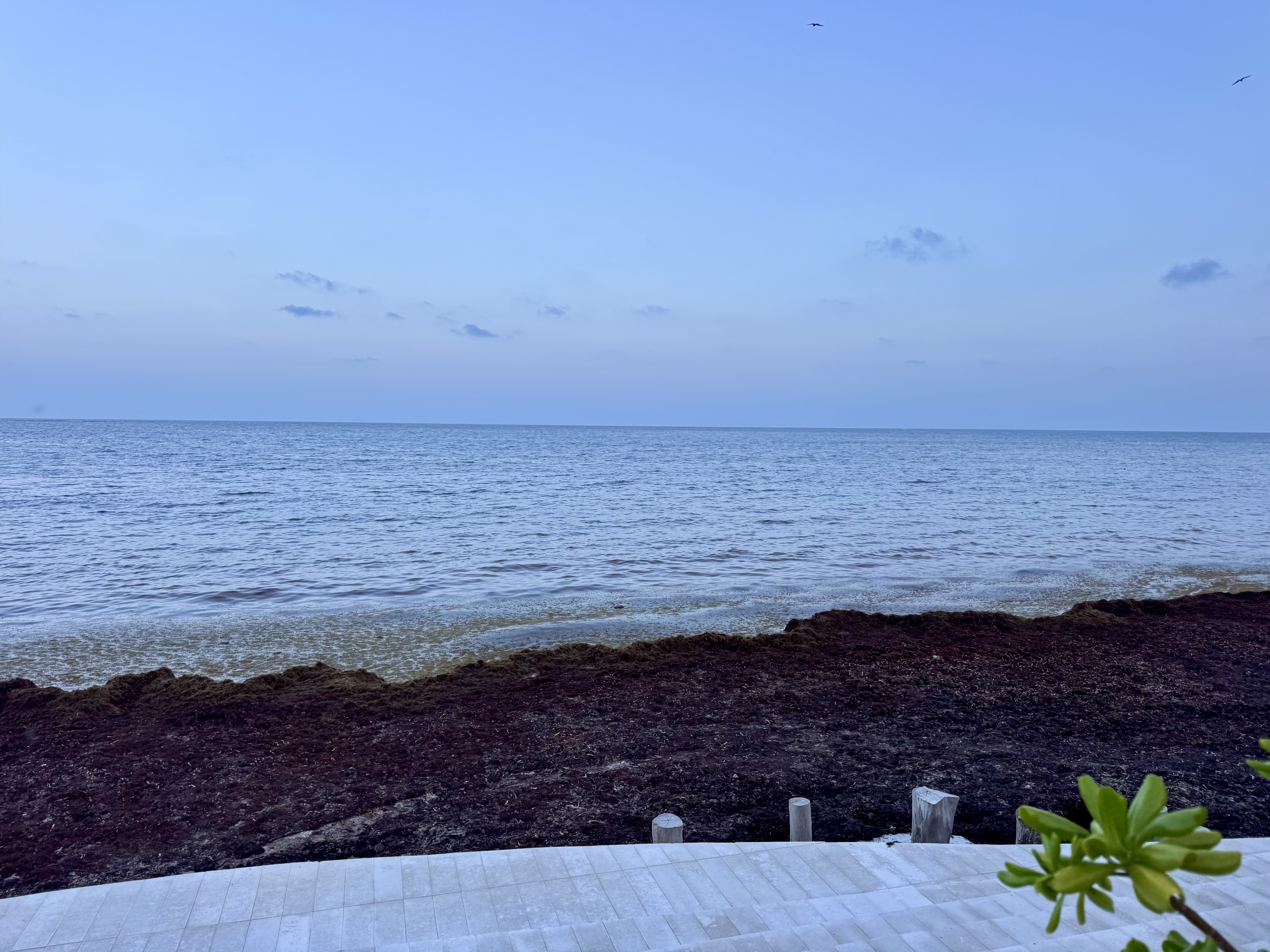 Margaritaville Island Reserve Riviera Maya Seaweed