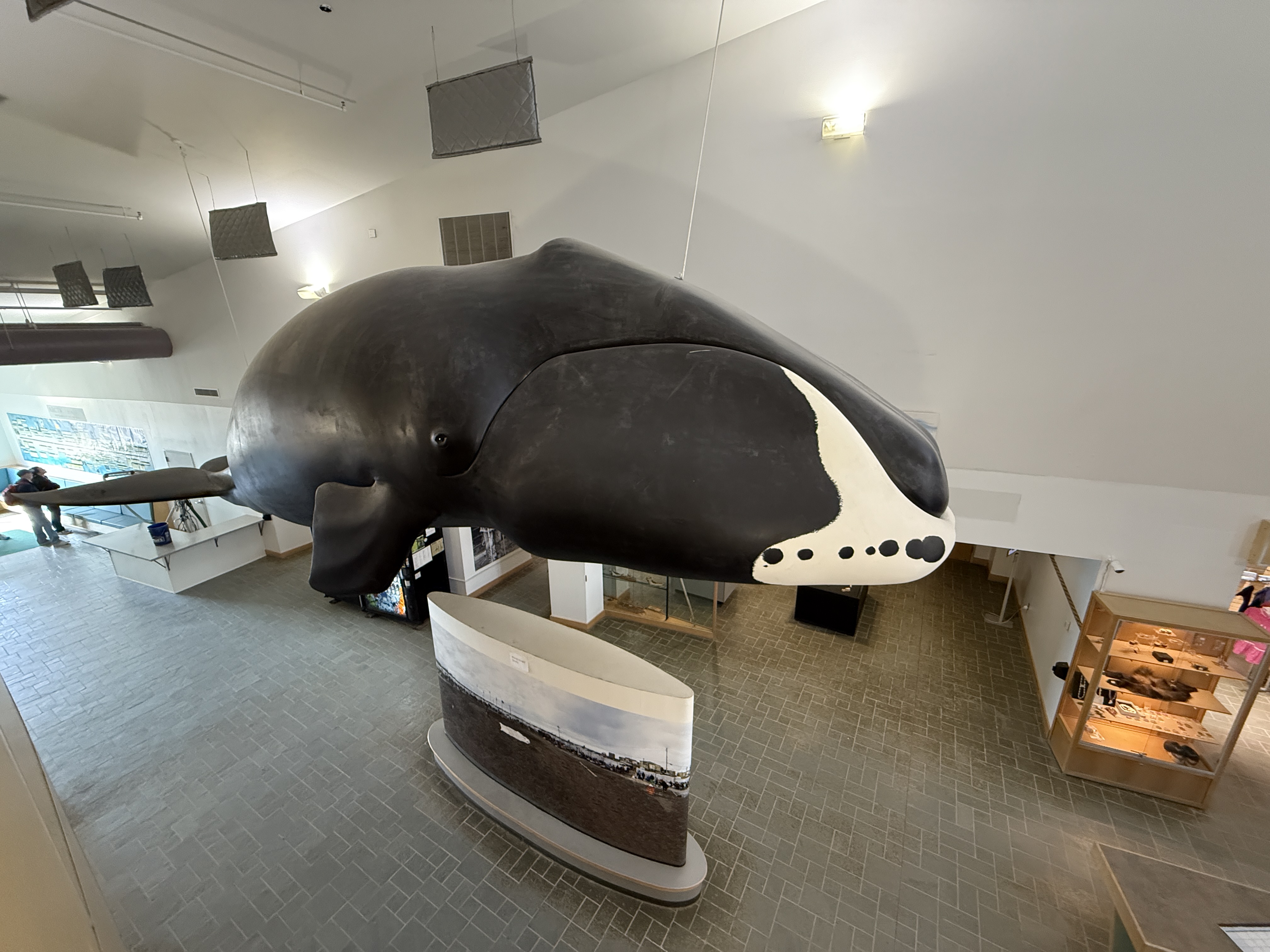 Barrow Museum Whale