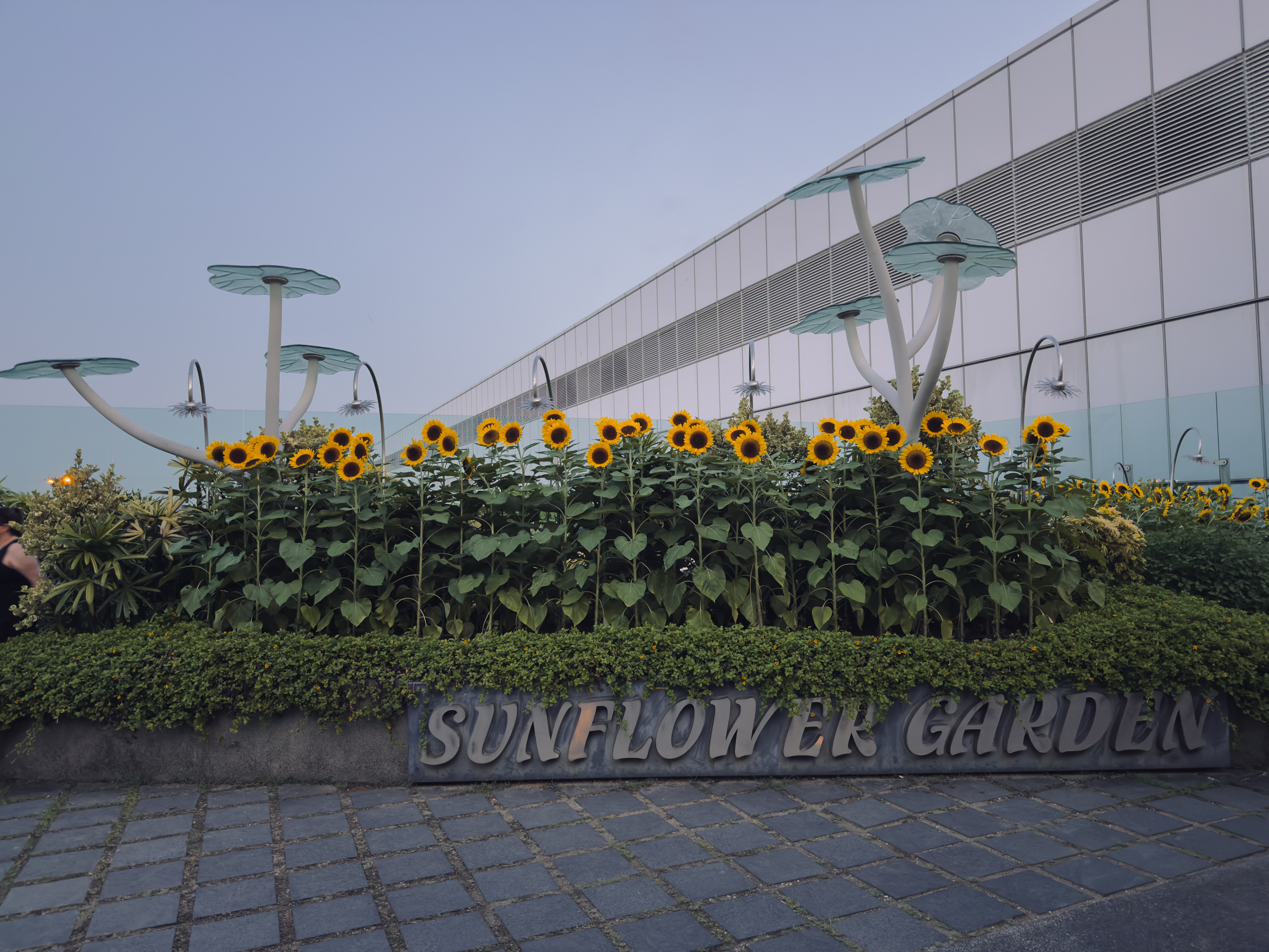 Singapore Changi Airport Sunflower Garden