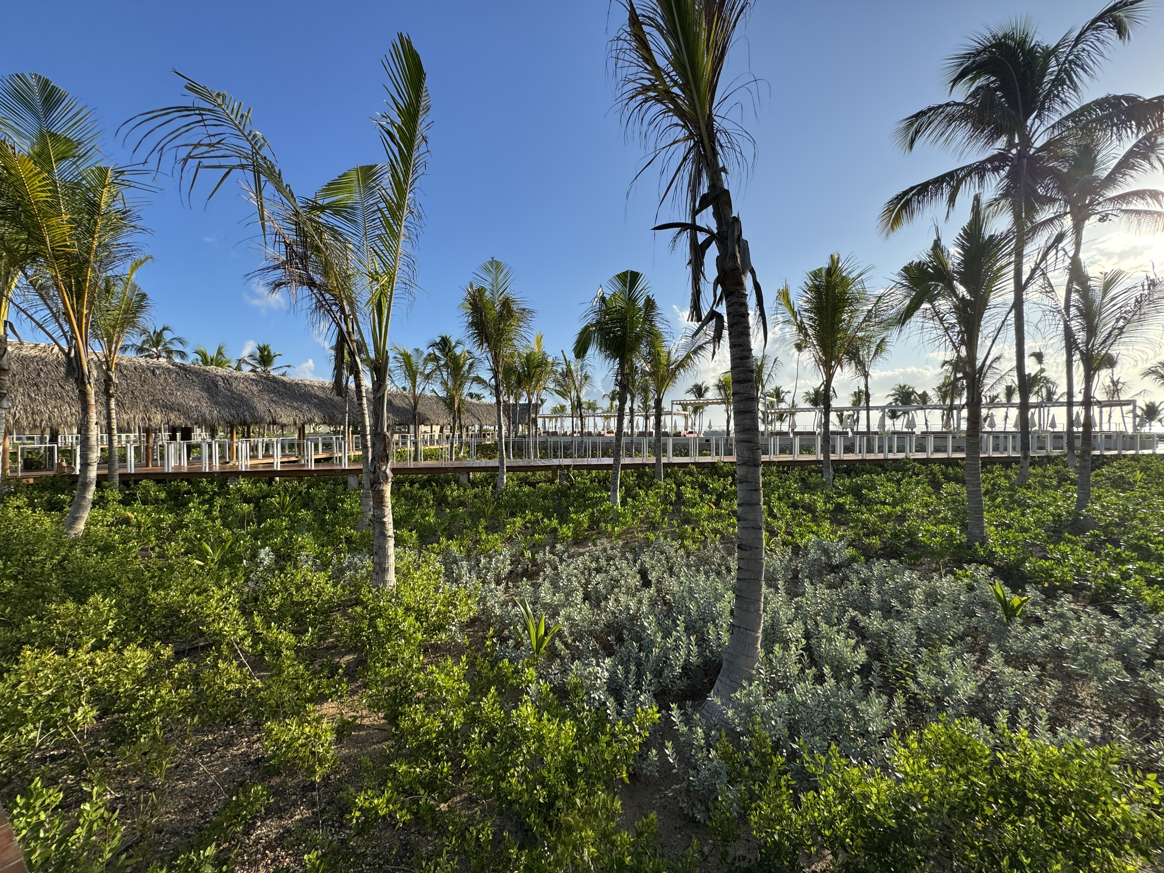 W Punta Cana Lush Green W Punta Cana Lush Green