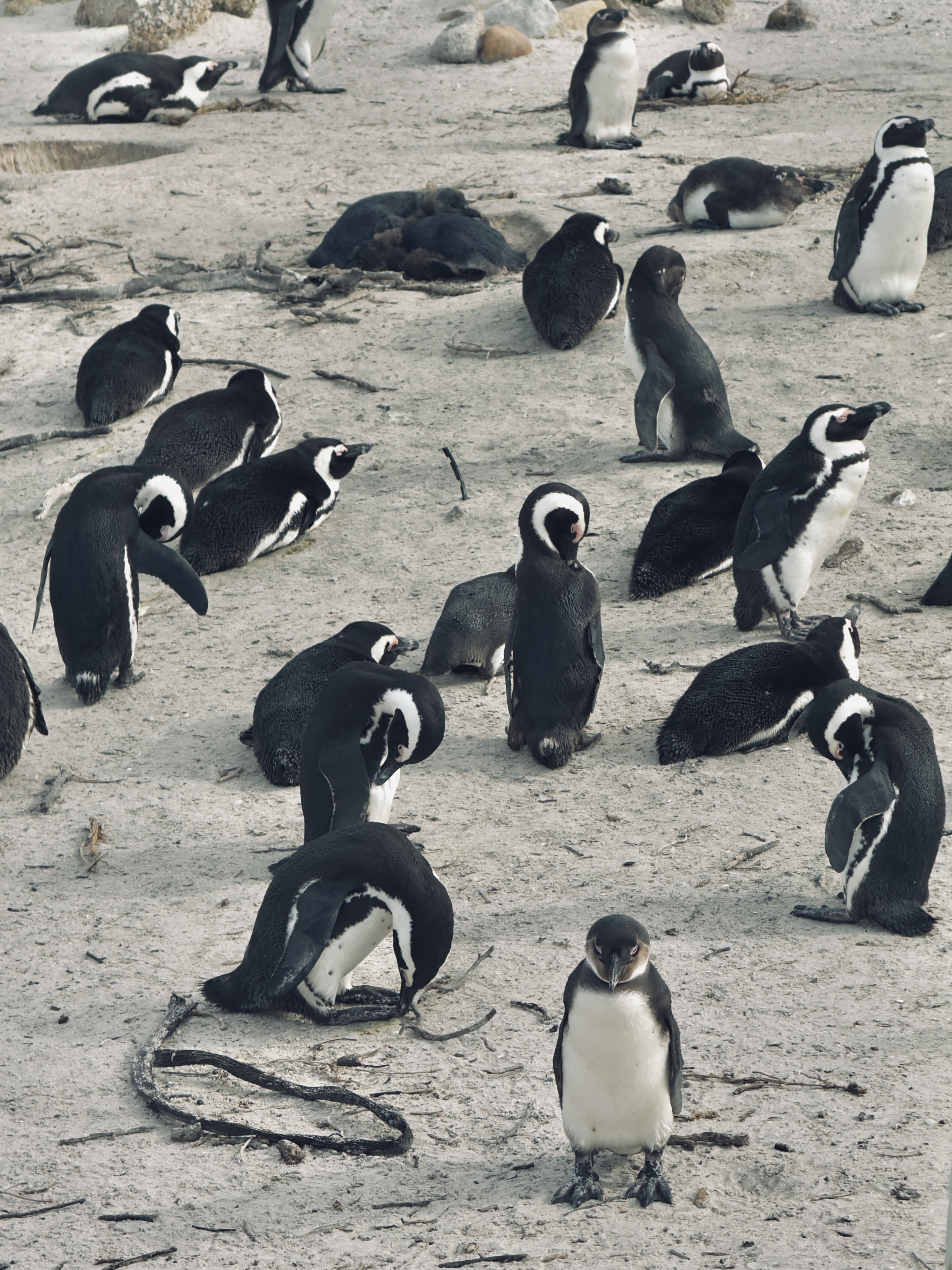 Cape Town Boulder Beach penguins