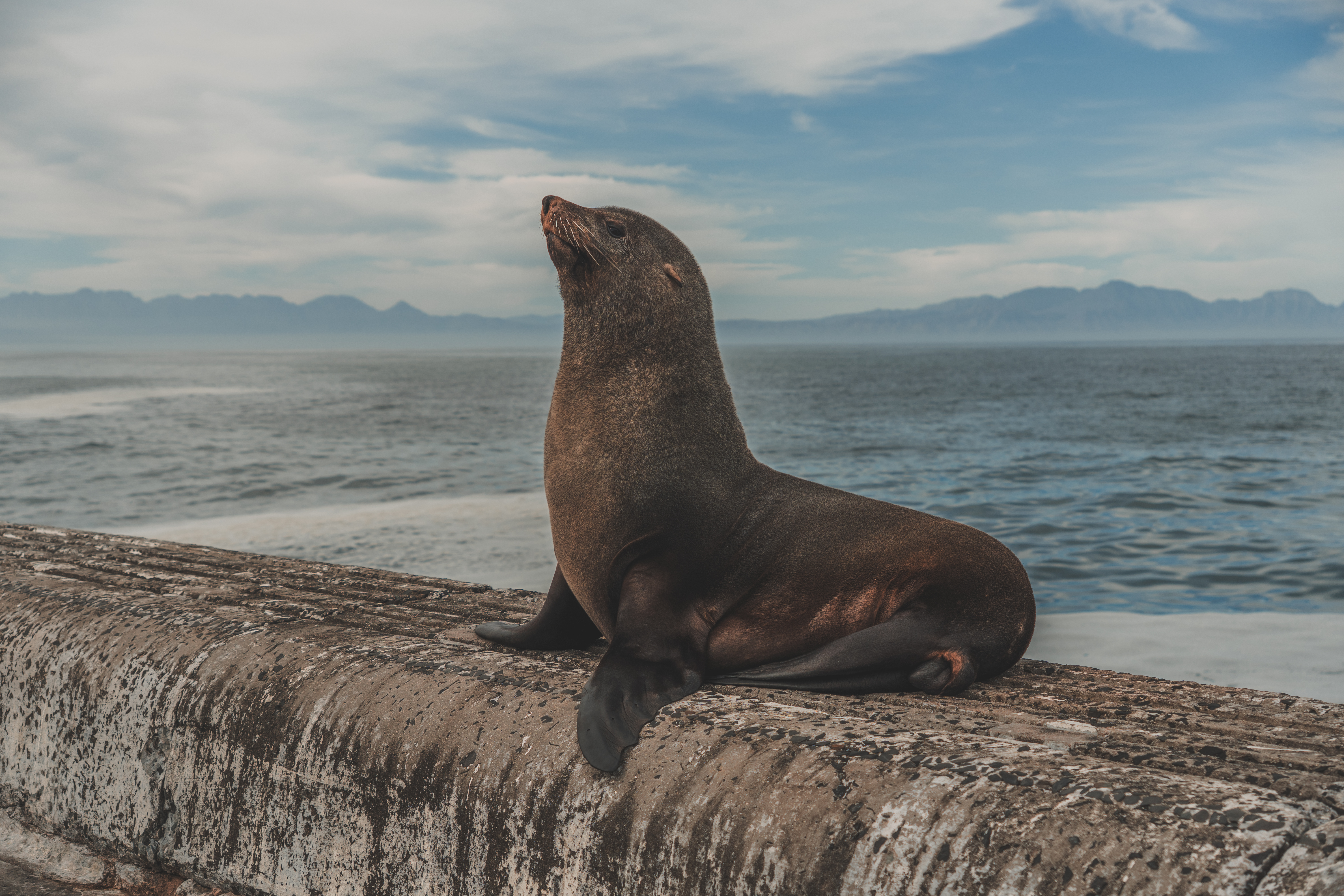 Cape Town South Africa Kalk Bay seals