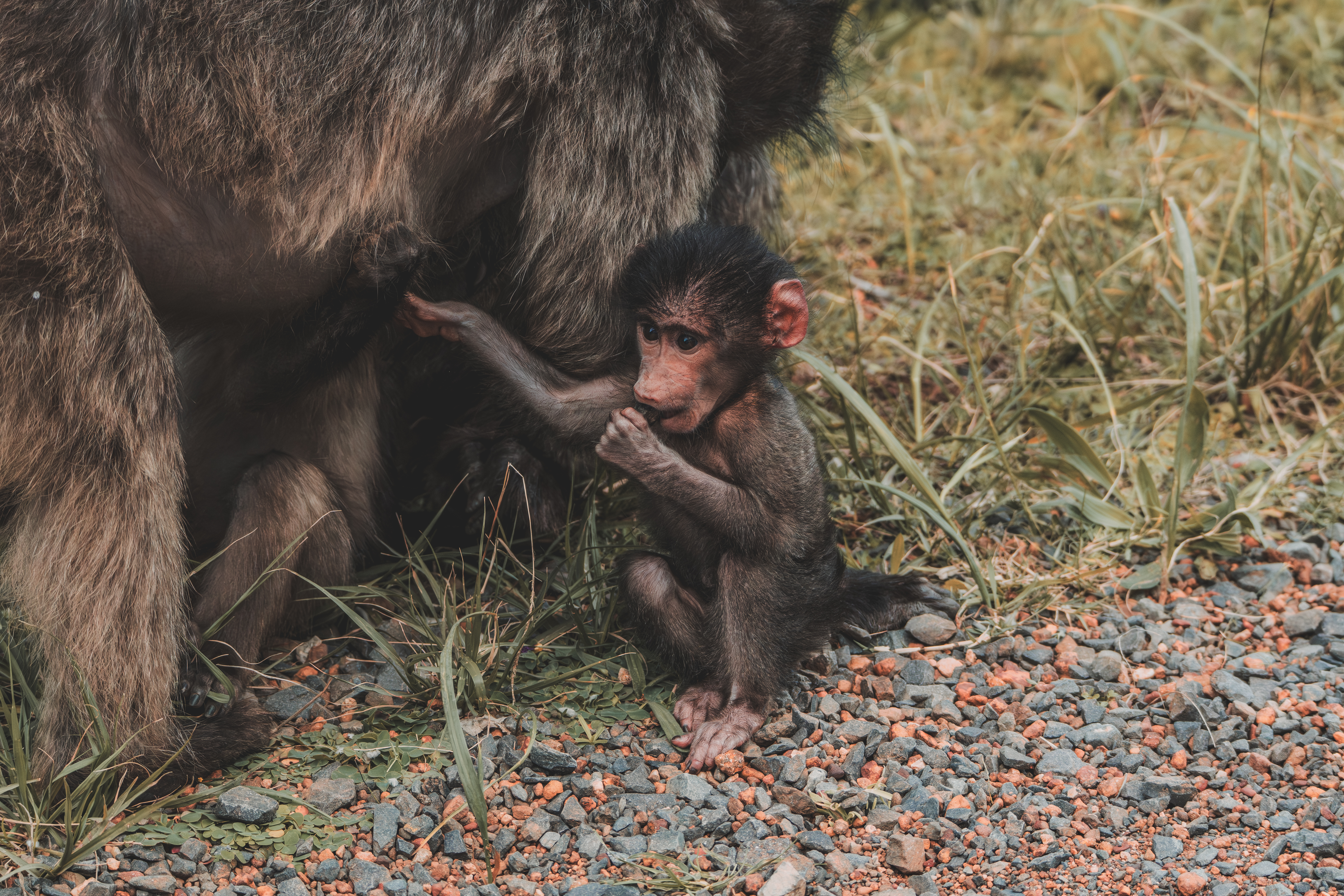 Cape Town South Africa baboon
