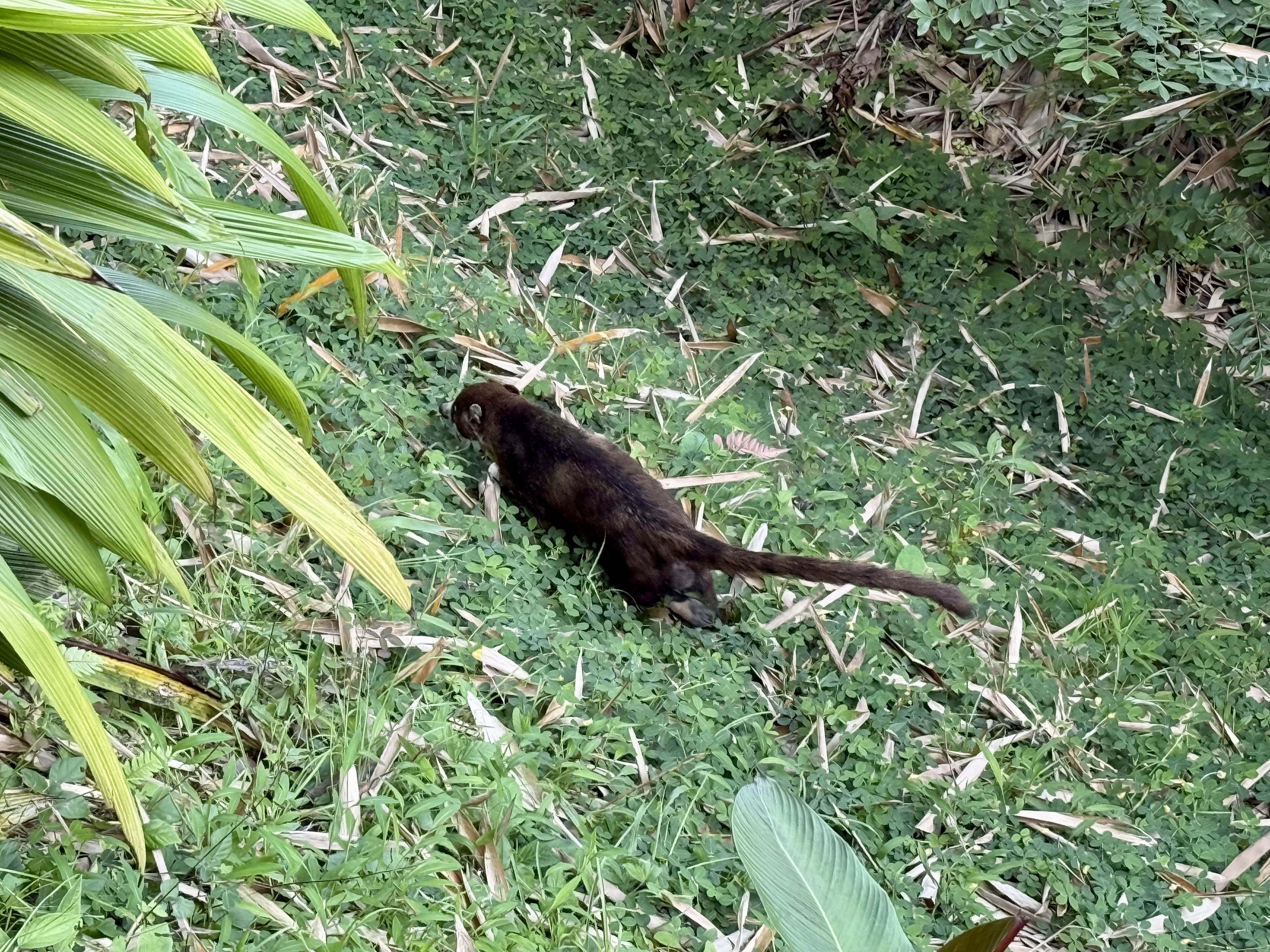 Kura Boutique Costa Rica monkey