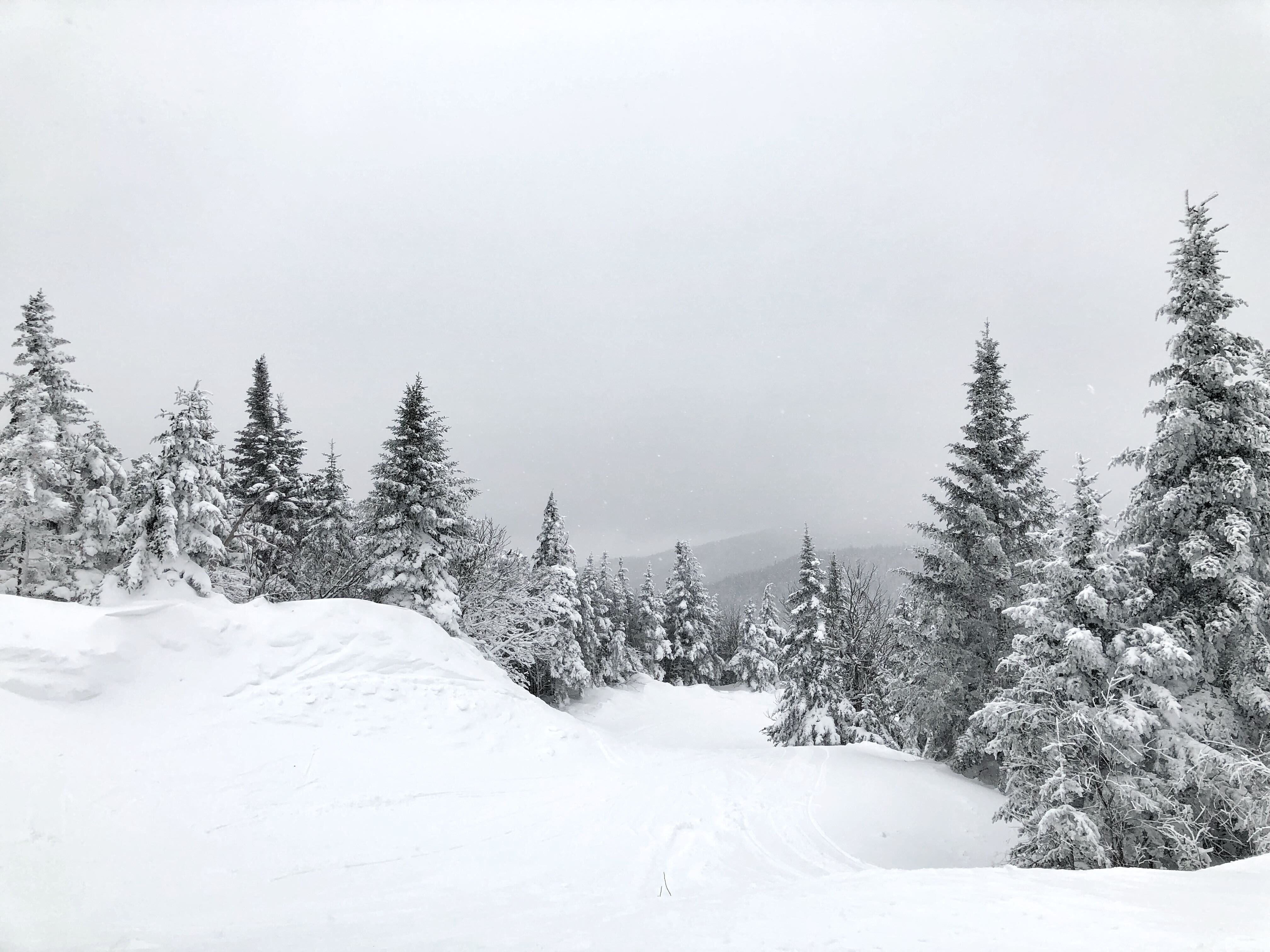 Vermont snowy evergreen tress
