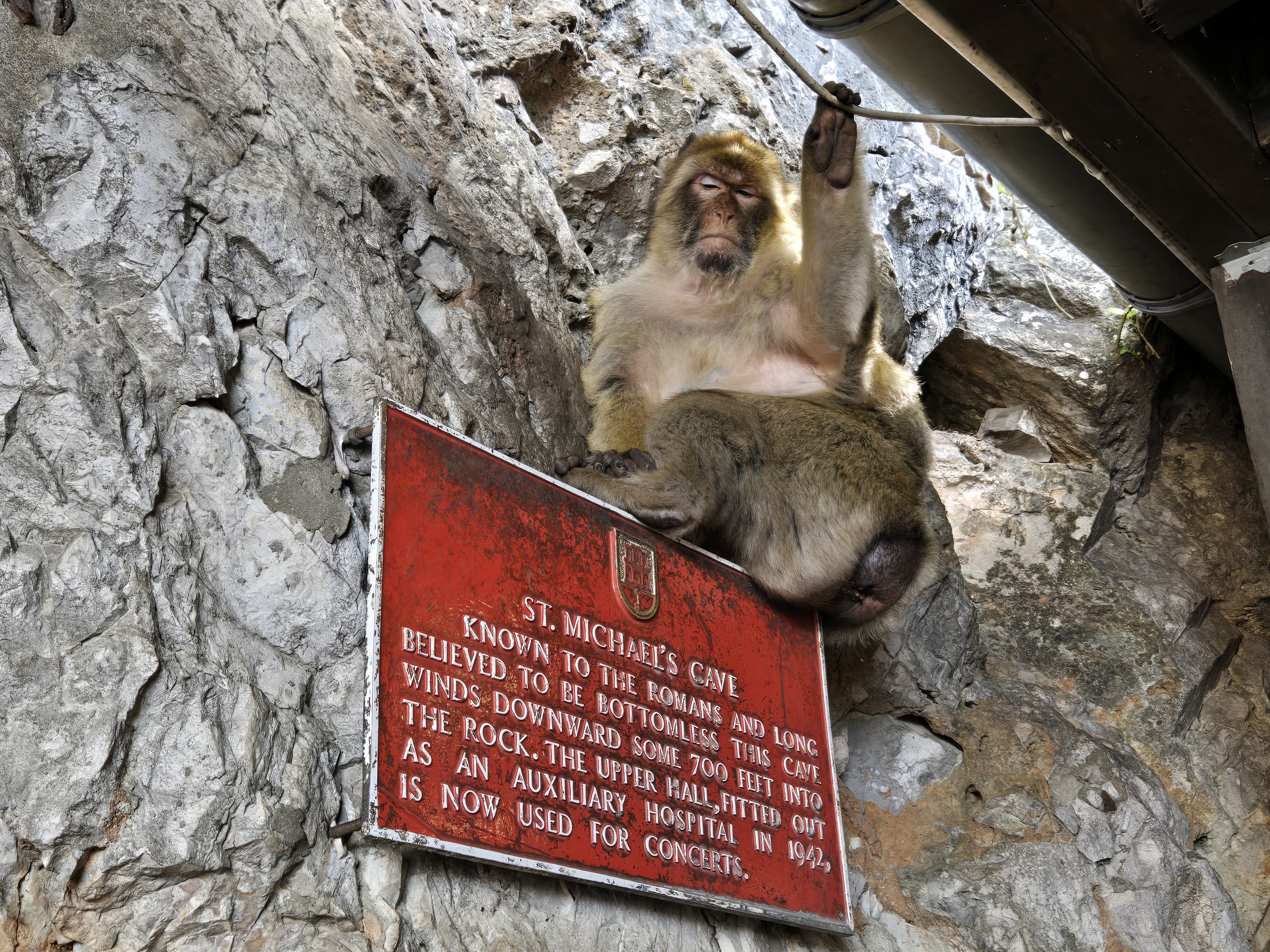 Gibraltar Monkey