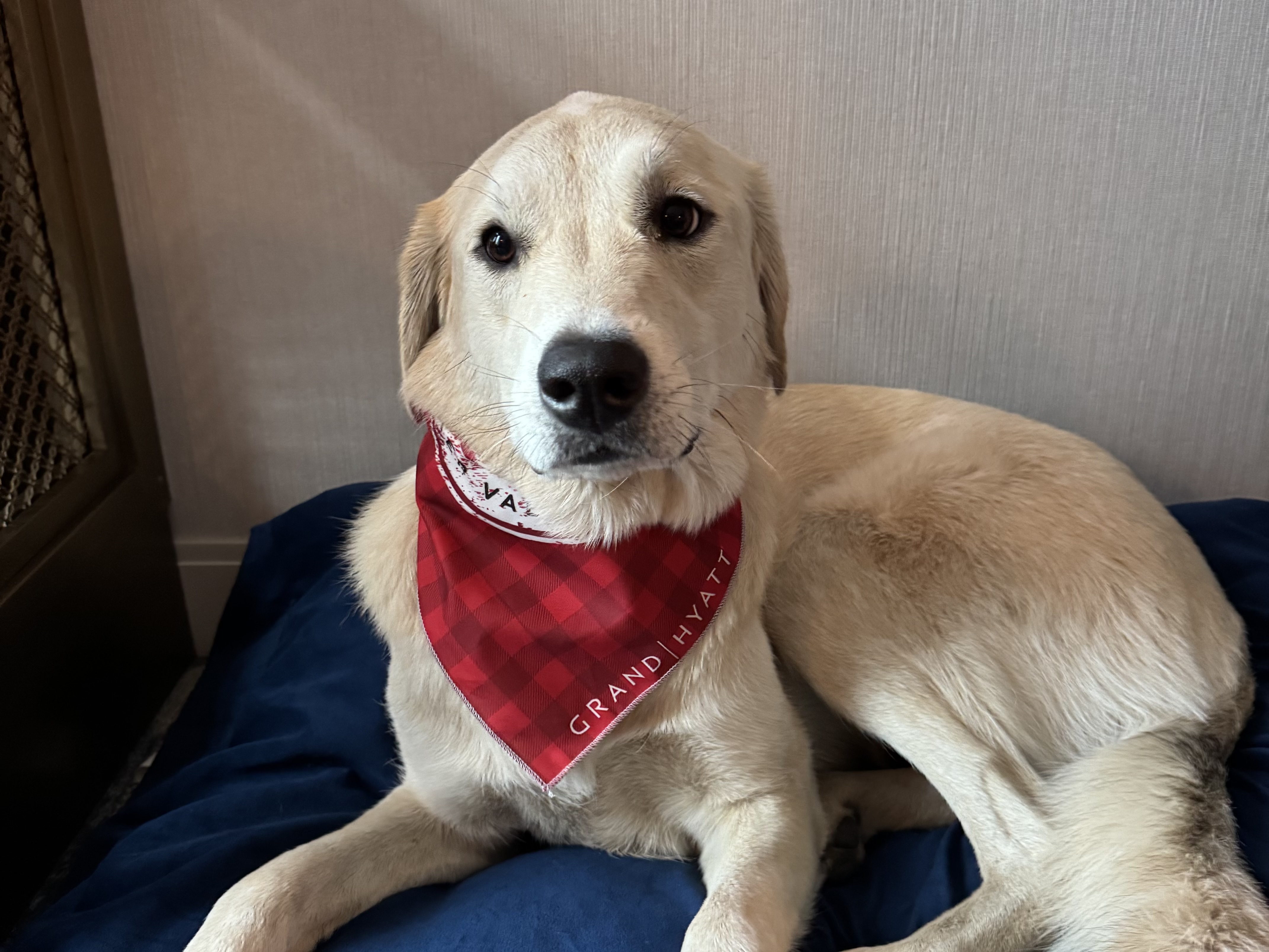 Pet Friendly Hotel Dog Pet Friendly Hotel Dog