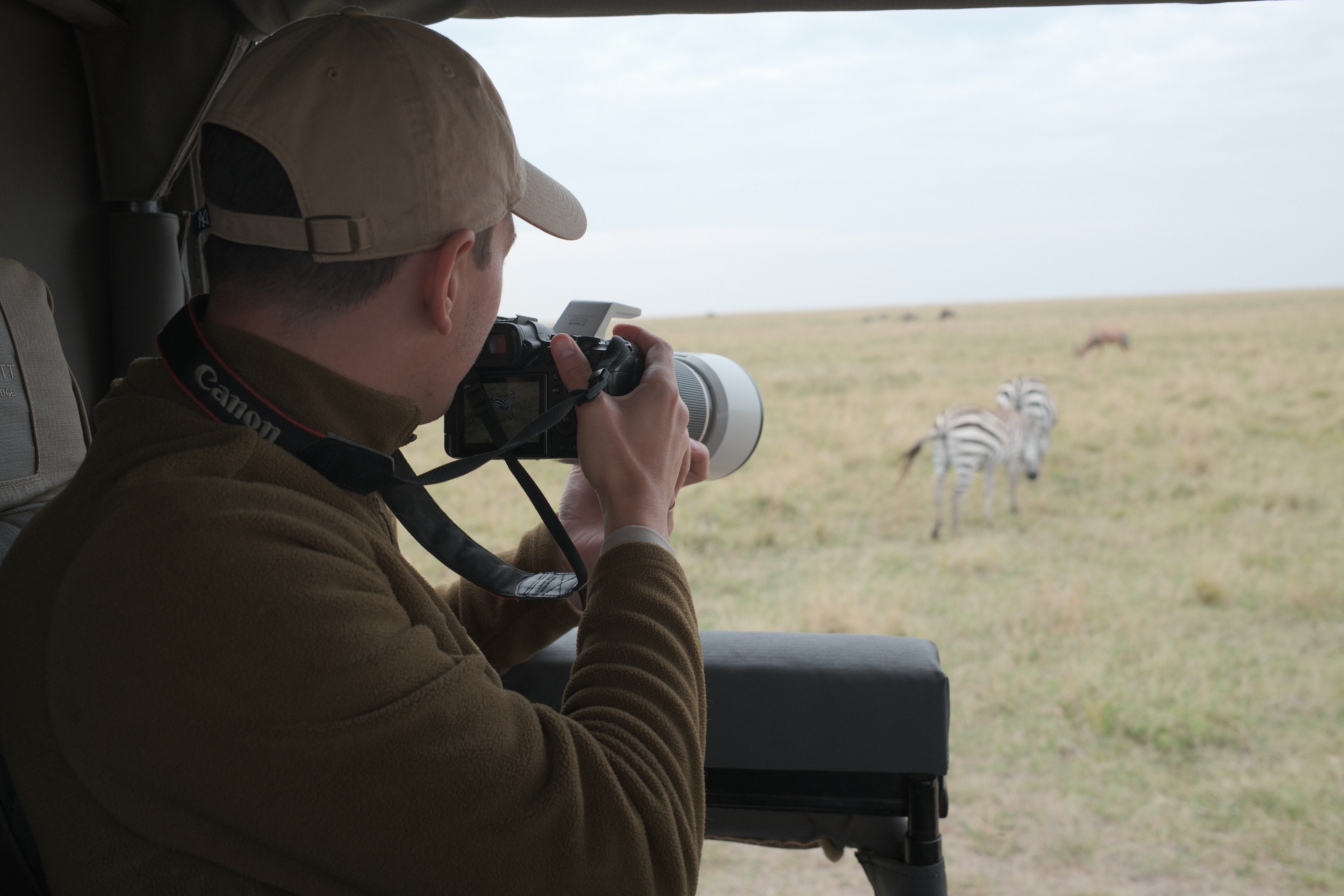 jarrod zebra