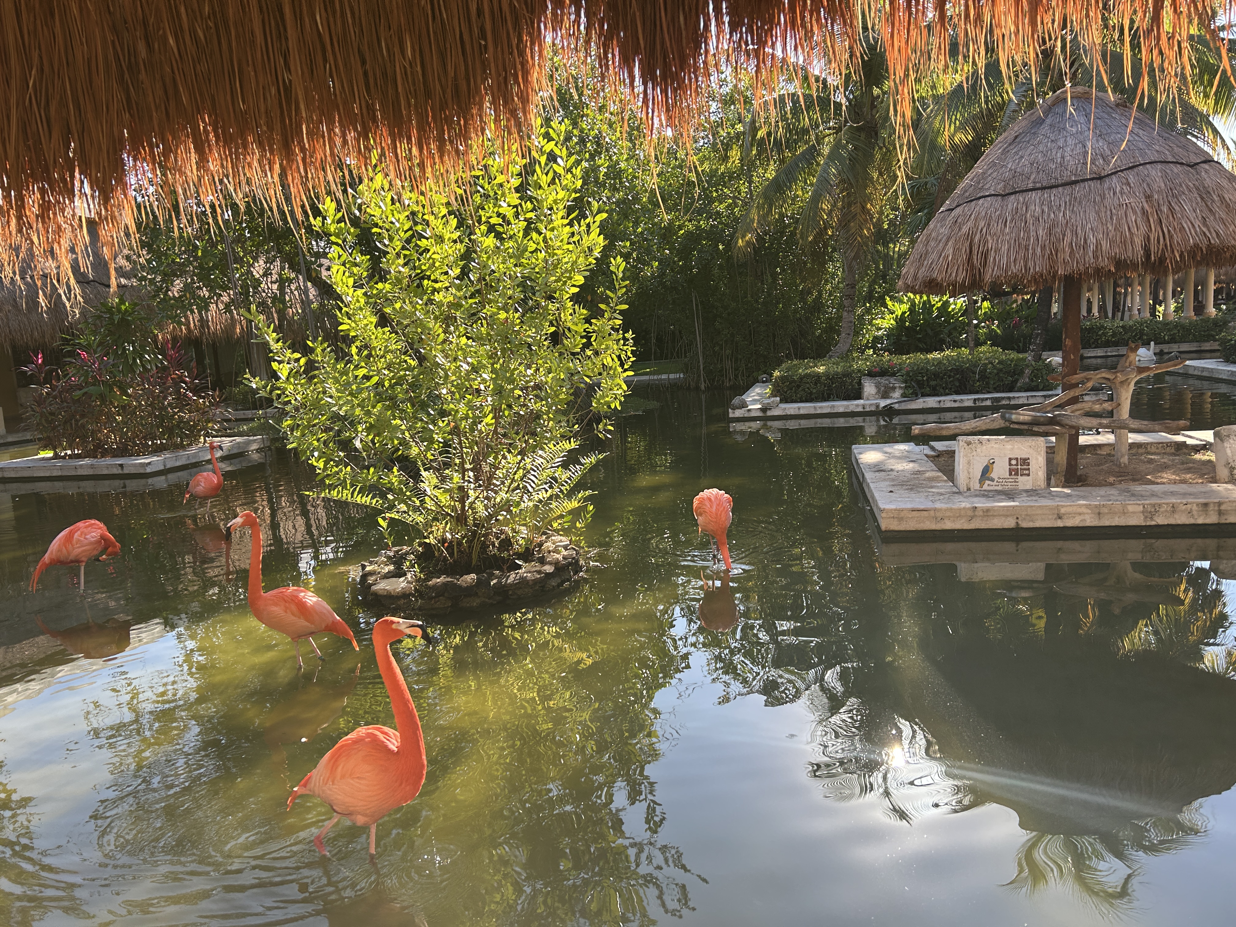 Flamingos at the Iberostar Waves Paraiso Beach
