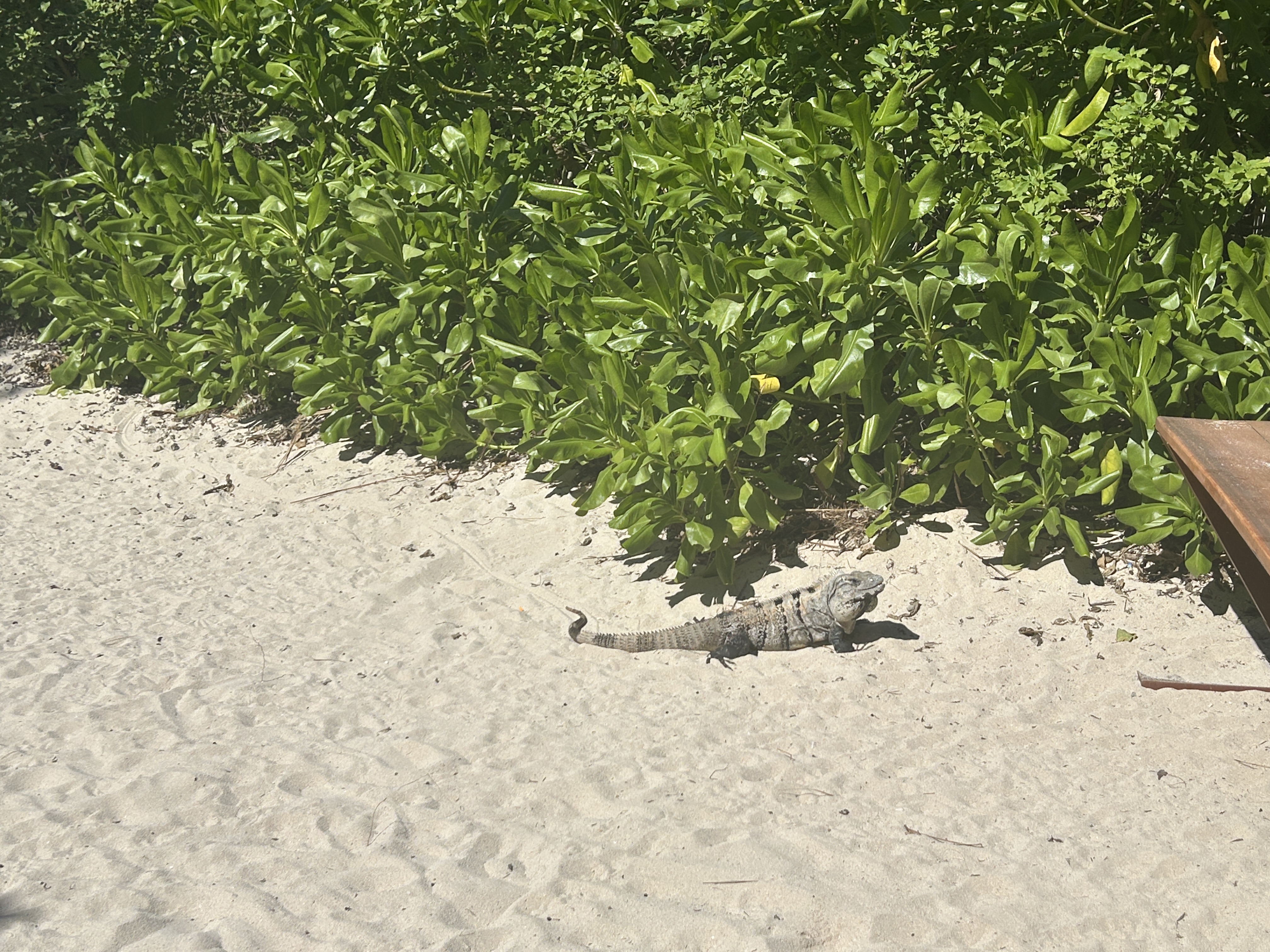 Iberostar Waves Paraiso Beach lizard