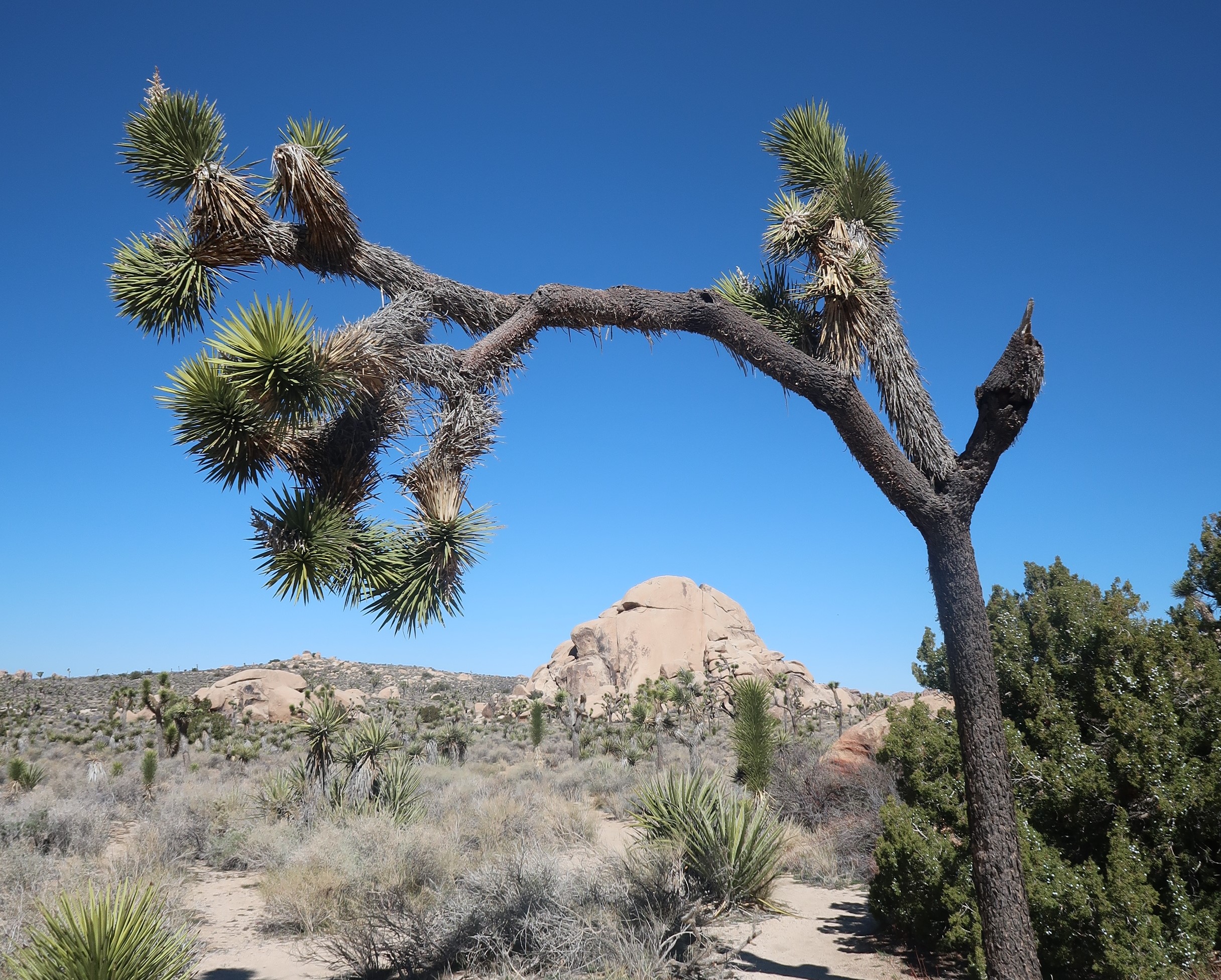 Joshua Tree path Joshua Tree path