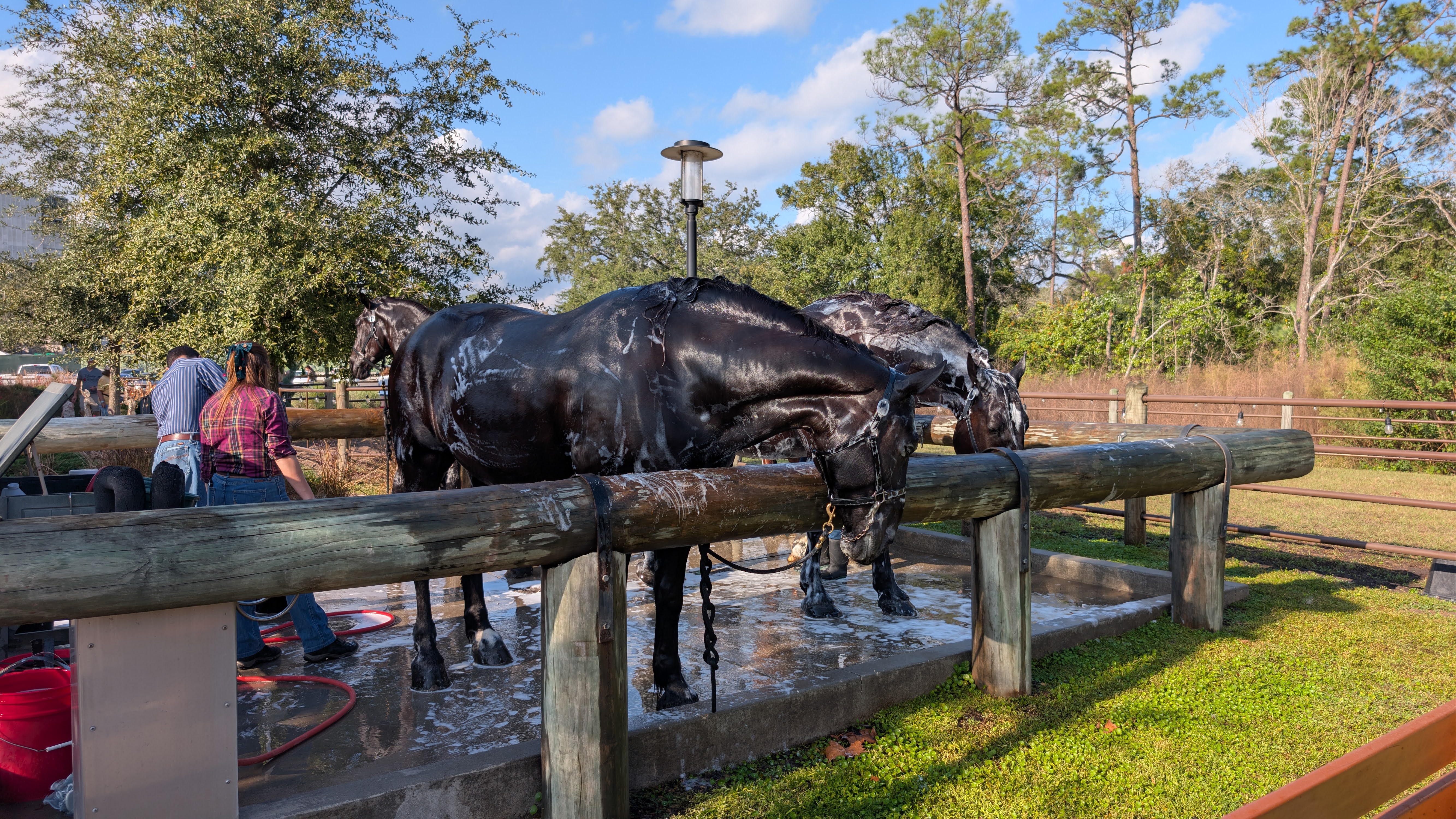 Tri Circle D horse bathing