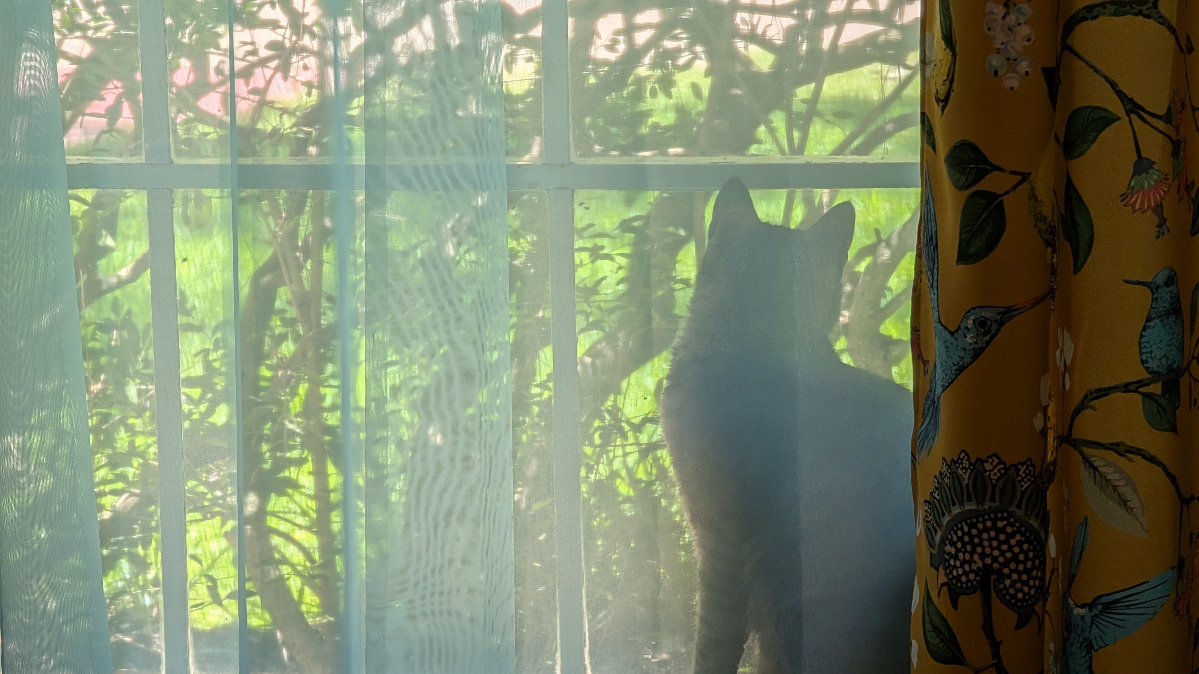 cat in window at home