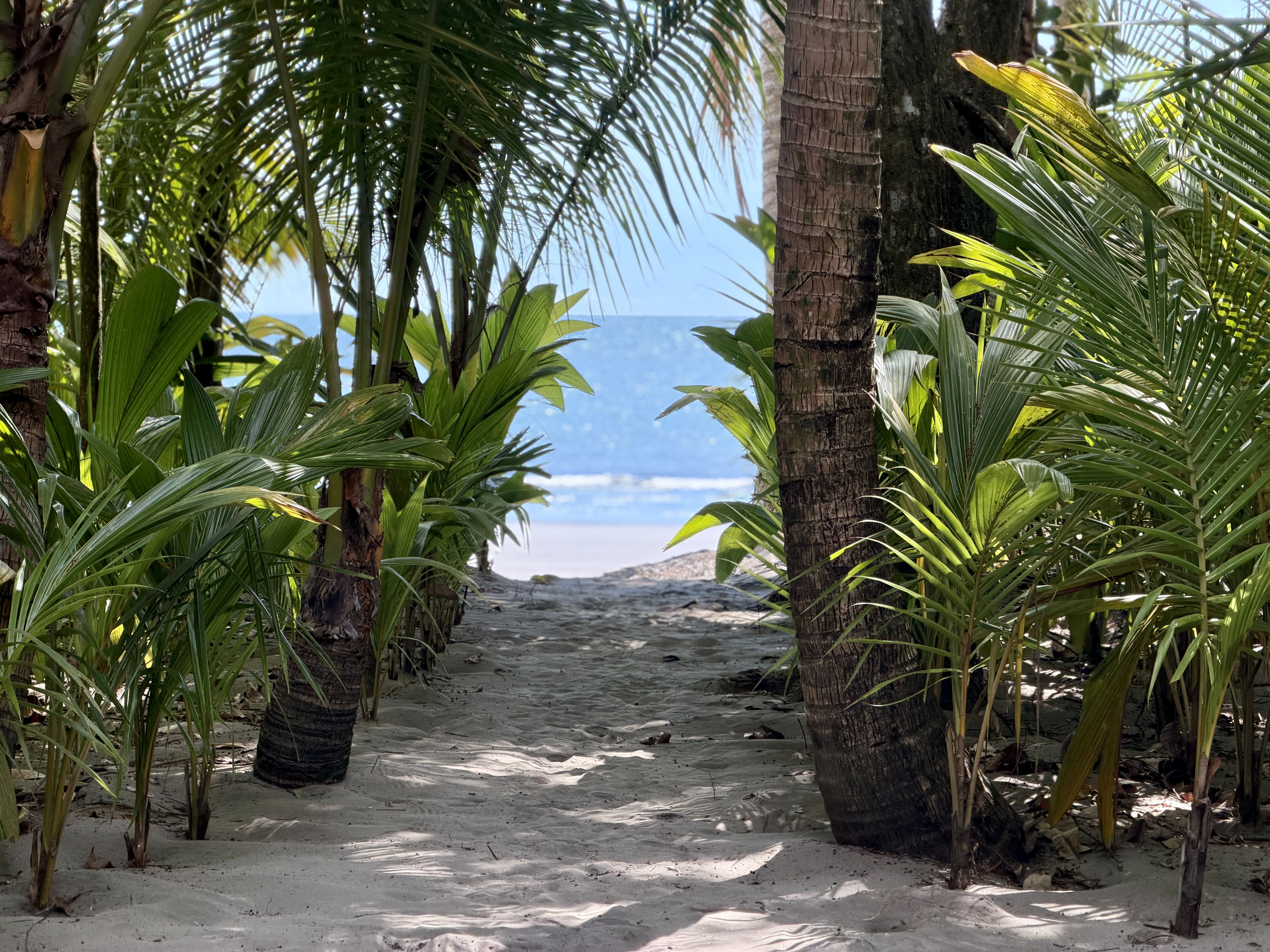 Isla Palenque Panama room beach access