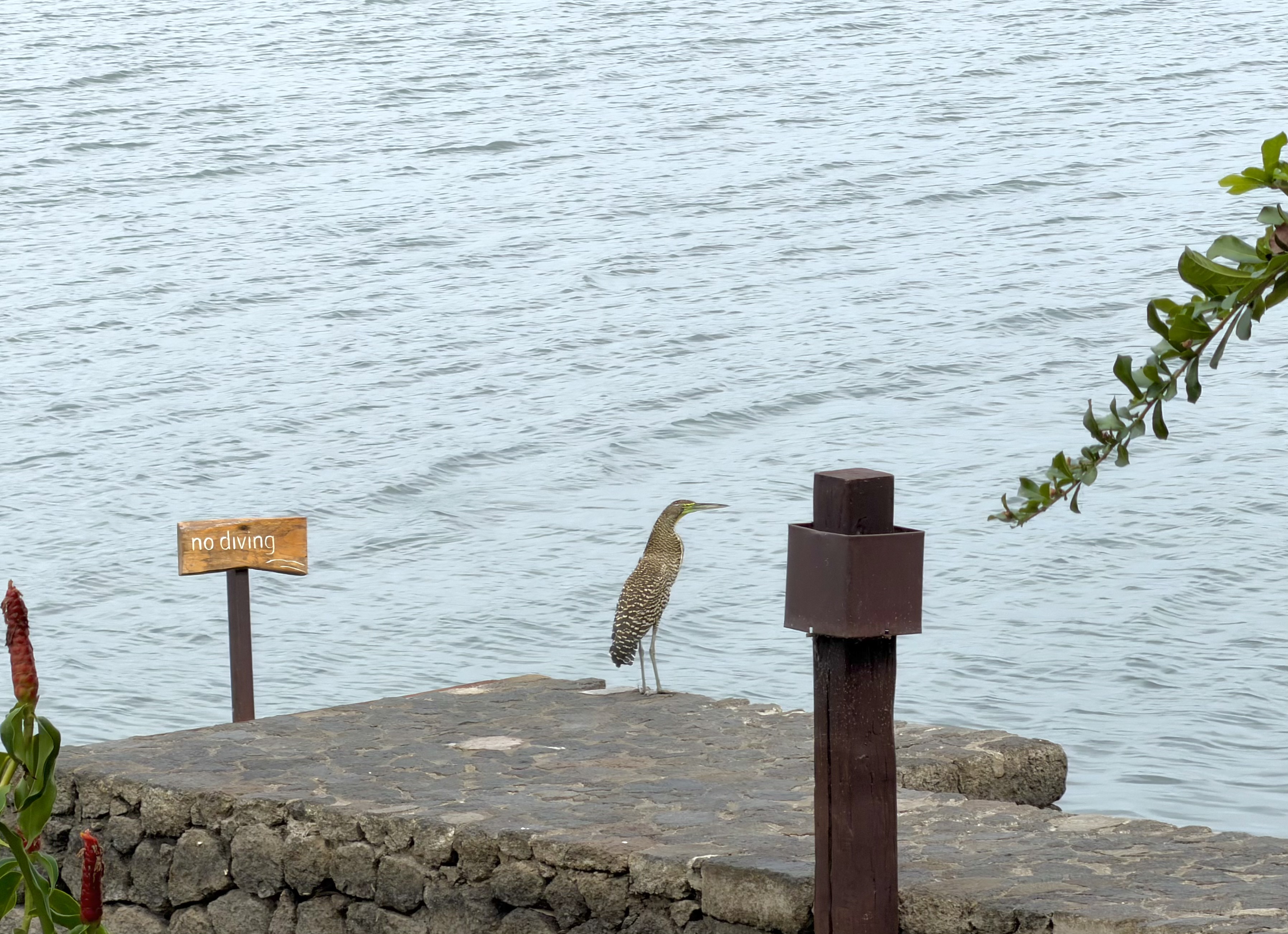 Jicaro Island bird at the lake