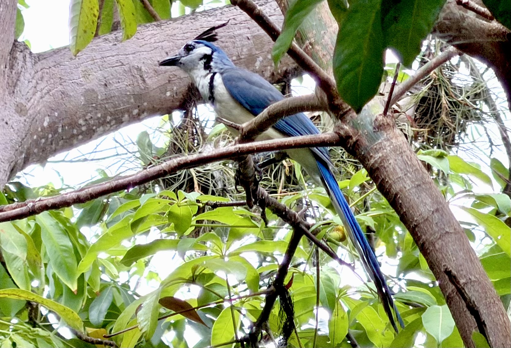 Jicaro Island blue bird