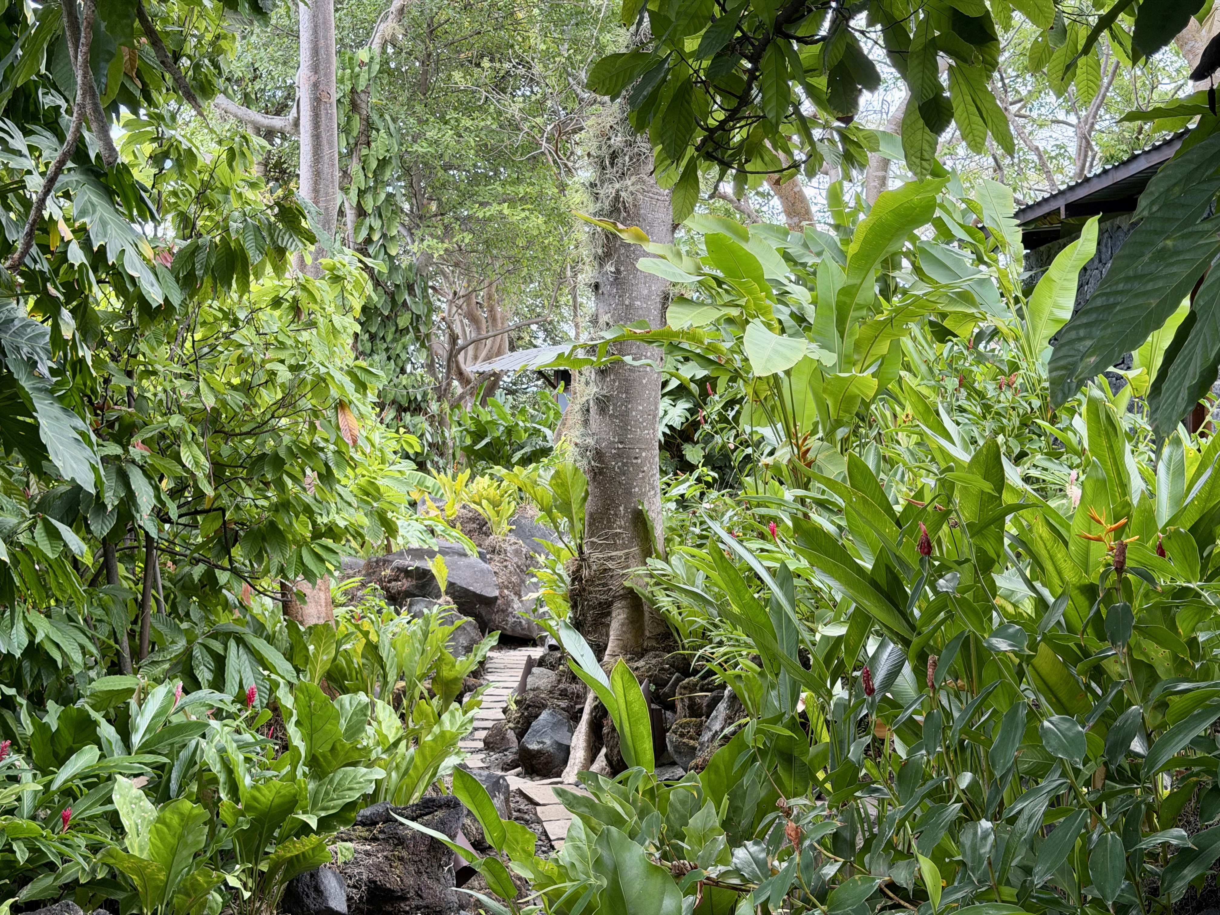 Jicaro Island jungle setting