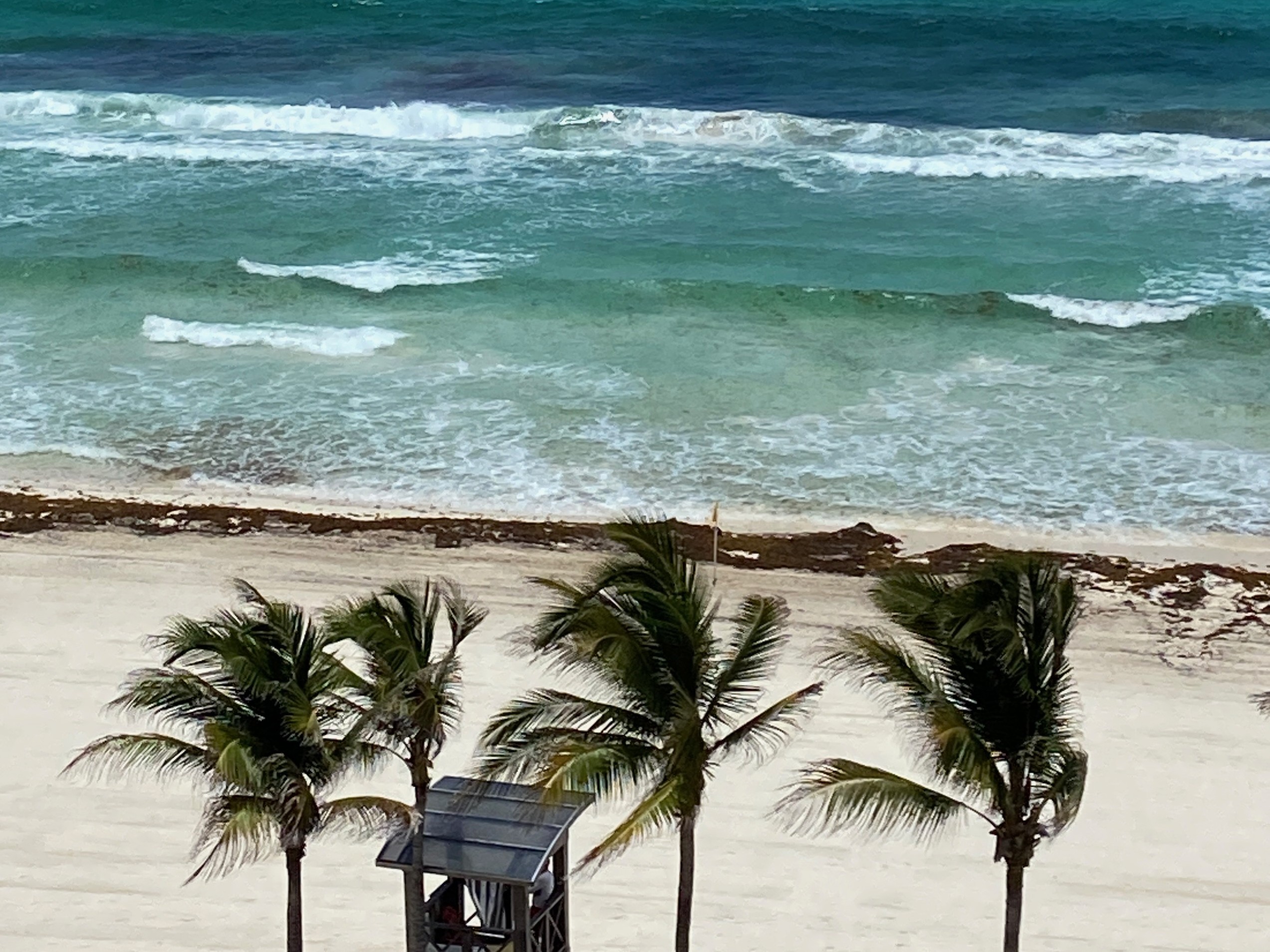 Hyatt Zilara Cancun sargassum on beach Hyatt Zilara Cancun sargassum on beach